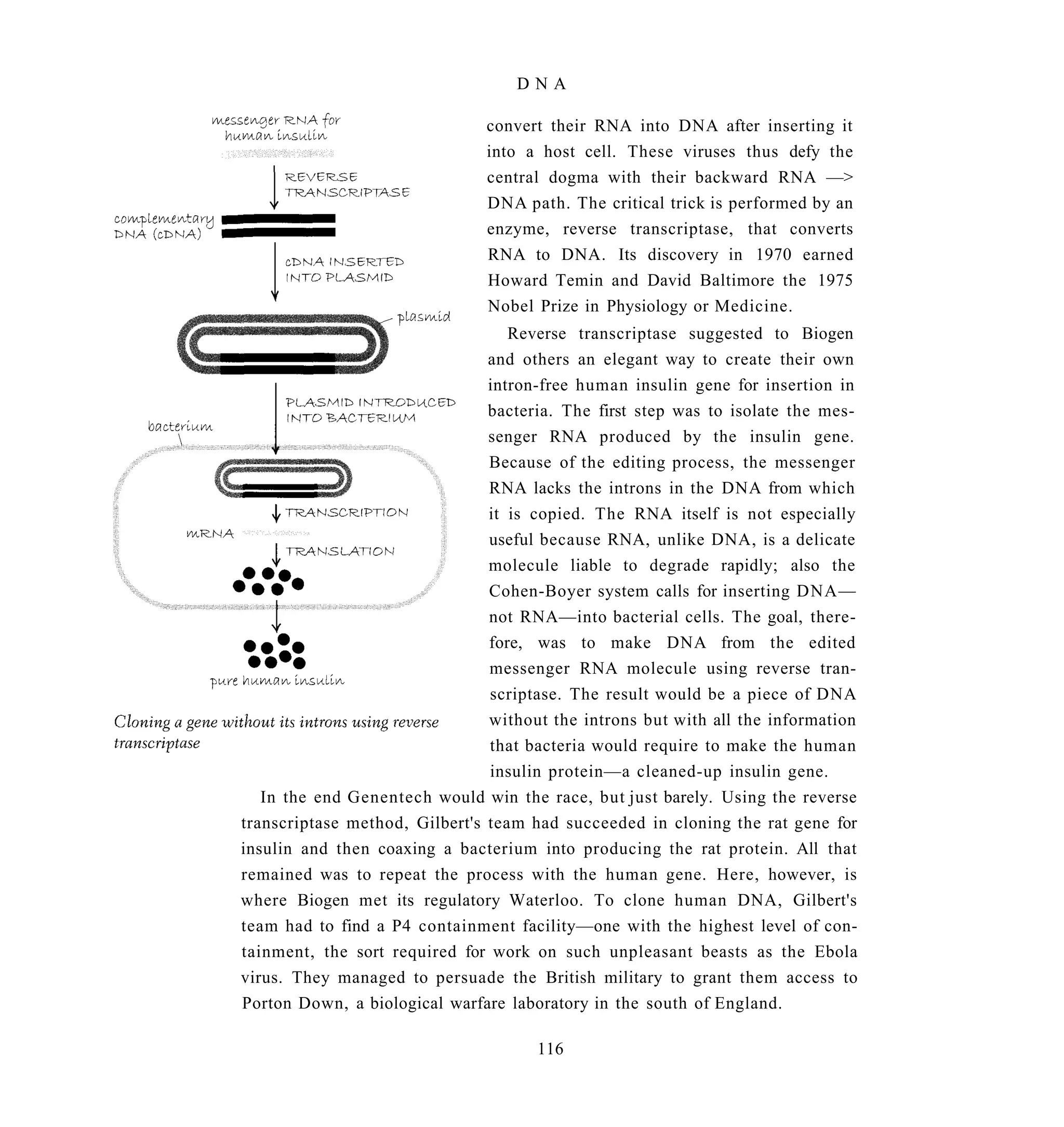 DNA

                               convert their RNA into DNA after inserting it
                               into a host cell. These viruses thus defy the
                               central dogma with their backward RNA —>
                               DNA path. The critical trick is performed by an
                               enzyme, reverse transcriptase, that converts
                               RNA to DNA. Its discovery in 1970 earned
                               Howard Temin and David Baltimore the 1975
                               Nobel Prize in Physiology or Medicine.
                                   Reverse transcriptase suggested to Biogen
                                and others an elegant way to create their own
                                intron-free human insulin gene for insertion in
                                bacteria. The first step was to isolate the mes-
                                senger RNA produced by the insulin gene.
                                Because of the editing process, the messenger
                                RNA lacks the introns in the DNA from which
                                it is copied. The RNA itself is not especially
                                useful because RNA, unlike DNA, is a delicate
                                molecule liable to degrade rapidly; also the
                                Cohen-Boyer system calls for inserting DNA—
                                not RNA—into bacterial cells. The goal, there-
                                fore, was to make DNA from the edited
                                messenger RNA molecule using reverse tran-
                                scriptase. The result would be a piece of DNA
                                without the introns but with all the information
                                that bacteria would require to make the human
                                insulin protein—a cleaned-up insulin gene.
   In the end Genentech would win the race, but just barely. Using the reverse
transcriptase method, Gilbert's team had succeeded in cloning the rat gene for
insulin and then coaxing a bacterium into producing the rat protein. All that
remained was to repeat the process with the human gene. Here, however, is
where Biogen met its regulatory Waterloo. To clone human DNA, Gilbert's
team had to find a P4 containment facility—one with the highest level of con-
tainment, the sort required for work on such unpleasant beasts as the Ebola
virus. They managed to persuade the British military to grant them access to
Porton Down, a biological warfare laboratory in the south of England.

                                      116
 