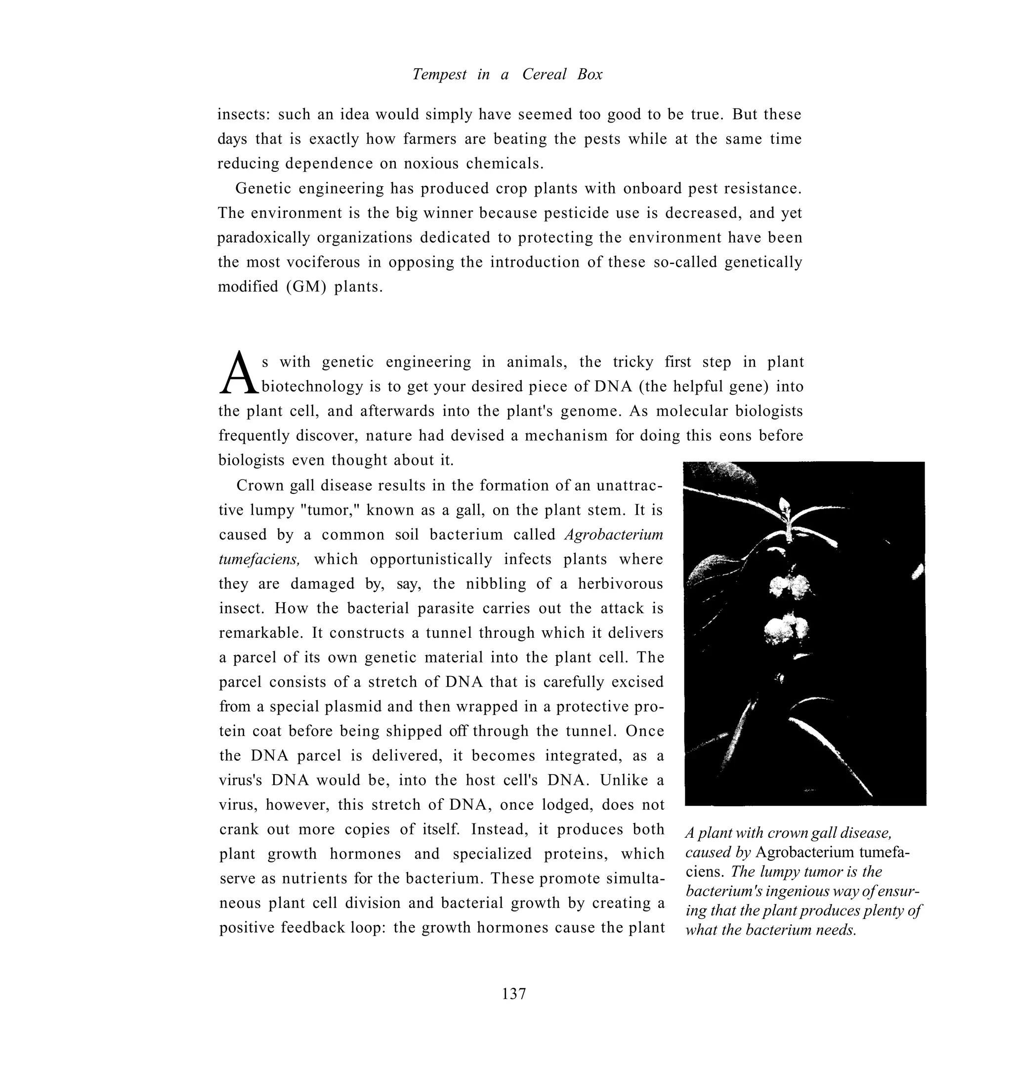 Tempest in a Cereal Box

insects: such an idea would simply have seemed too good to be true. But these
days that is exactly how farmers are beating the pests while at the same time
reducing dependence on noxious chemicals.
  Genetic engineering has produced crop plants with onboard pest resistance.
The environment is the big winner because pesticide use is decreased, and yet
paradoxically organizations dedicated to protecting the environment have been
the most vociferous in opposing the introduction of these so-called genetically
modified (GM) plants.




A     s with genetic engineering in animals, the tricky first step in plant
      biotechnology is to get your desired piece of DNA (the helpful gene) into
the plant cell, and afterwards into the plant's genome. As molecular biologists
frequently discover, nature had devised a mechanism for doing this eons before
biologists even thought about it.
   Crown gall disease results in the formation of an unattrac-
tive lumpy "tumor," known as a gall, on the plant stem. It is
caused by a common soil bacterium called Agrobacterium
tumefaciens, which opportunistically infects plants where
they are damaged by, say, the nibbling of a herbivorous
insect. How the bacterial parasite carries out the attack is
remarkable. It constructs a tunnel through which it delivers
a parcel of its own genetic material into the plant cell. The
parcel consists of a stretch of DNA that is carefully excised
from a special plasmid and then wrapped in a protective pro-
tein coat before being shipped off through the tunnel. Once
the DNA parcel is delivered, it becomes integrated, as a
virus's DNA would be, into the host cell's DNA. Unlike a
virus, however, this stretch of DNA, once lodged, does not
crank out more copies of itself. Instead, it produces both       A plant with crown gall disease,
plant growth hormones and specialized proteins, which            caused by Agrobacterium tumefa-
serve as nutrients for the bacterium. These promote simulta-     ciens. The lumpy tumor is the
                                                                 bacterium's ingenious way of ensur-
neous plant cell division and bacterial growth by creating a     ing that the plant produces plenty of
positive feedback loop: the growth hormones cause the plant      what the bacterium needs.


                                       137
 