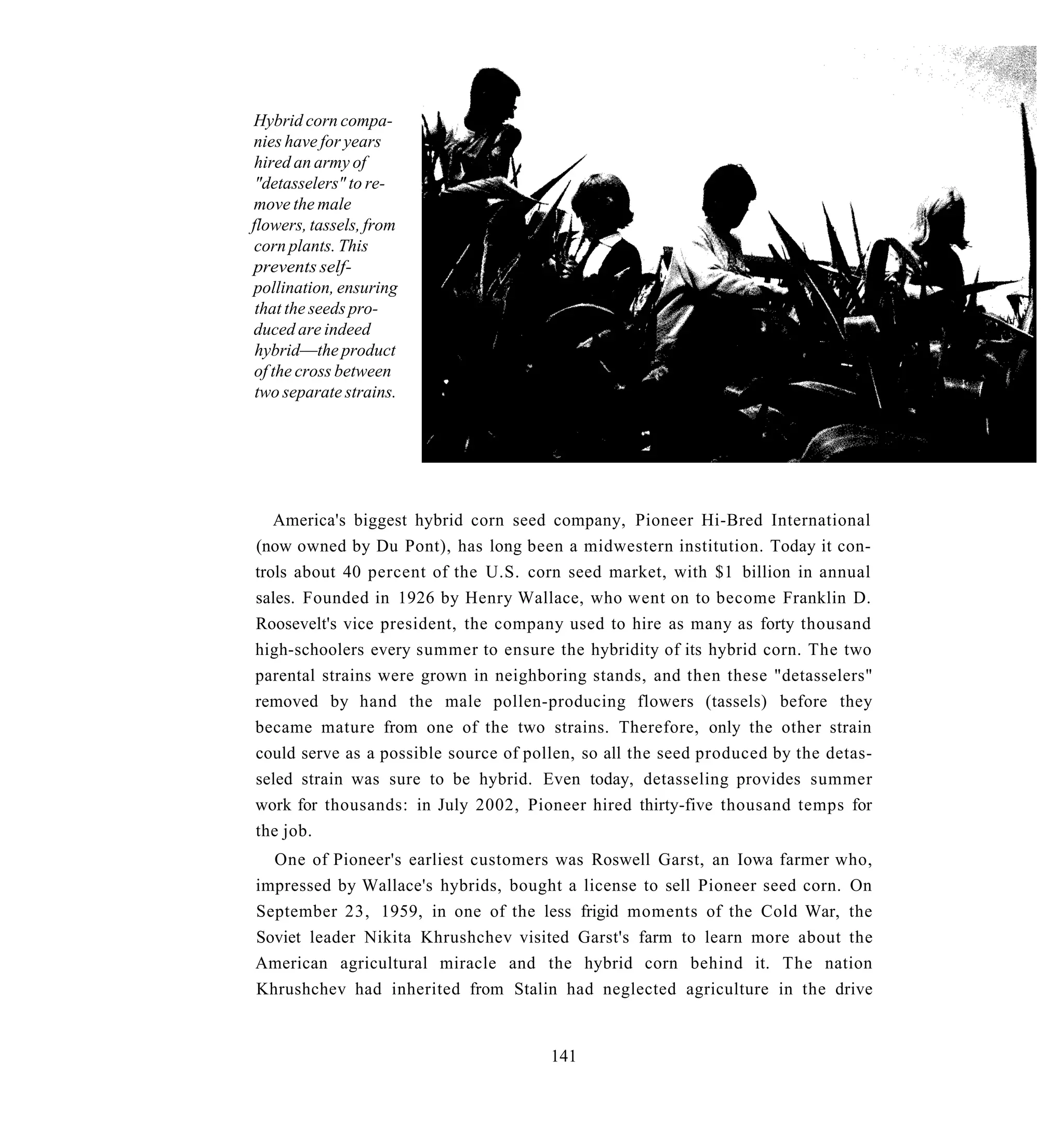 Hybrid corn compa-
nies have for years
 hired an army of
 "detasselers" to re-
move the male
flowers, tassels, from
 corn plants. This
prevents self-
pollination, ensuring
 that the seeds pro-
duced are indeed
 hybrid—the product
 of the cross between
 two separate strains.




   America's biggest hybrid corn seed company, Pioneer Hi-Bred International
(now owned by Du Pont), has long been a midwestern institution. Today it con-
trols about 40 percent of the U.S. corn seed market, with $1 billion in annual
sales. Founded in 1926 by Henry Wallace, who went on to become Franklin D.
Roosevelt's vice president, the company used to hire as many as forty thousand
high-schoolers every summer to ensure the hybridity of its hybrid corn. The two
parental strains were grown in neighboring stands, and then these "detasselers"
removed by hand the male pollen-producing flowers (tassels) before they
became mature from one of the two strains. Therefore, only the other strain
could serve as a possible source of pollen, so all the seed produced by the detas-
seled strain was sure to be hybrid. Even today, detasseling provides summer
work for thousands: in July 2002, Pioneer hired thirty-five thousand temps for
the job.
  One of Pioneer's earliest customers was Roswell Garst, an Iowa farmer who,
impressed by Wallace's hybrids, bought a license to sell Pioneer seed corn. On
September 23, 1959, in one of the less frigid moments of the Cold War, the
Soviet leader Nikita Khrushchev visited Garst's farm to learn more about the
American agricultural miracle and the hybrid corn behind it. The nation
Khrushchev had inherited from Stalin had neglected agriculture in the drive


                                       141
 