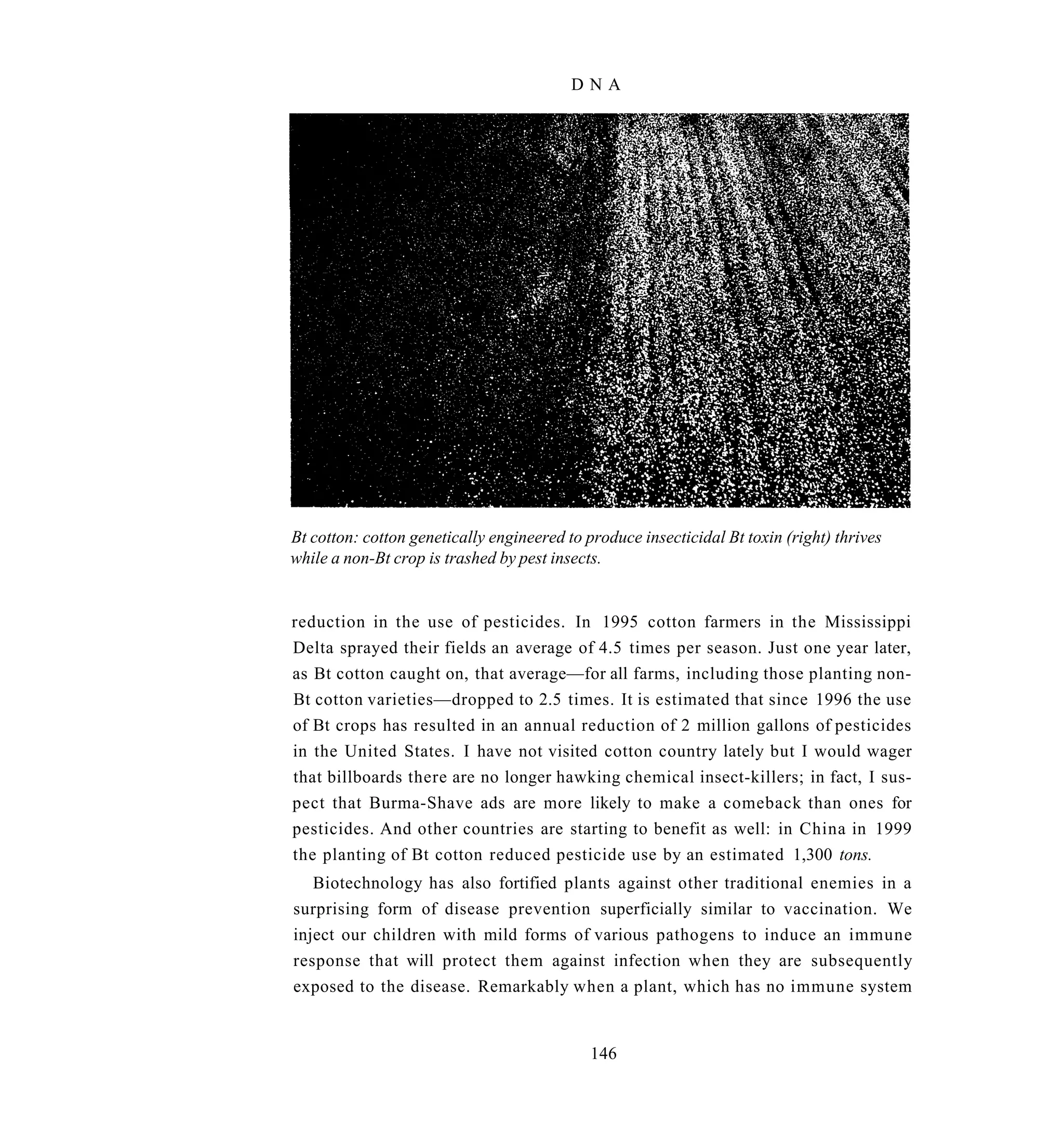 DNA




Bt cotton: cotton genetically engineered to produce insecticidal Bt toxin (right) thrives
while a non-Bt crop is trashed by pest insects.


reduction in the use of pesticides. In 1995 cotton farmers in the Mississippi
Delta sprayed their fields an average of 4.5 times per season. Just one year later,
as Bt cotton caught on, that average—for all farms, including those planting non-
Bt cotton varieties—dropped to 2.5 times. It is estimated that since 1996 the use
of Bt crops has resulted in an annual reduction of 2 million gallons of pesticides
in the United States. I have not visited cotton country lately but I would wager
that billboards there are no longer hawking chemical insect-killers; in fact, I sus-
pect that Burma-Shave ads are more likely to make a comeback than ones for
pesticides. And other countries are starting to benefit as well: in China in 1999
the planting of Bt cotton reduced pesticide use by an estimated 1,300 tons.
   Biotechnology has also fortified plants against other traditional enemies in a
surprising form of disease prevention superficially similar to vaccination. We
inject our children with mild forms of various pathogens to induce an immune
response that will protect them against infection when they are subsequently
exposed to the disease. Remarkably when a plant, which has no immune system


                                             146
 