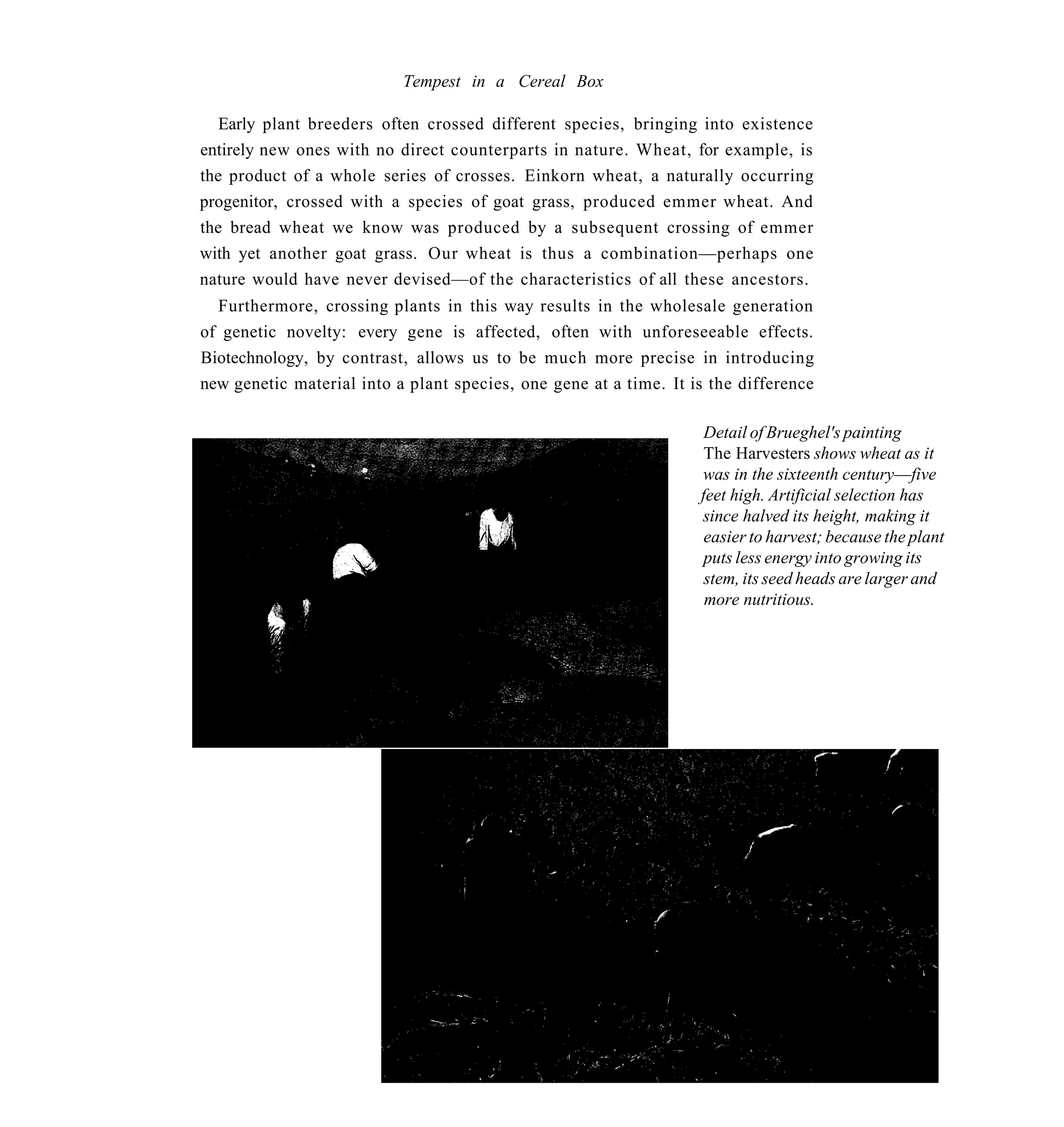 Tempest in a Cereal Box

   Early plant breeders often crossed different species, bringing into existence
entirely new ones with no direct counterparts in nature. Wheat, for example, is
the product of a whole series of crosses. Einkorn wheat, a naturally occurring
progenitor, crossed with a species of goat grass, produced emmer wheat. And
the bread wheat we know was produced by a subsequent crossing of emmer
with yet another goat grass. Our wheat is thus a combination—perhaps one
nature would have never devised—of the characteristics of all these ancestors.
  Furthermore, crossing plants in this way results in the wholesale generation
of genetic novelty: every gene is affected, often with unforeseeable effects.
Biotechnology, by contrast, allows us to be much more precise in introducing
new genetic material into a plant species, one gene at a time. It is the difference

                                                                    Detail of Brueghel's painting
                                                                    The Harvesters shows wheat as it
                                                                   was in the sixteenth century—five
                                                                   feet high. Artificial selection has
                                                                   since halved its height, making it
                                                                    easier to harvest; because the plant
                                                                    puts less energy into growing its
                                                                    stem, its seed heads are larger and
                                                                    more nutritious.
 