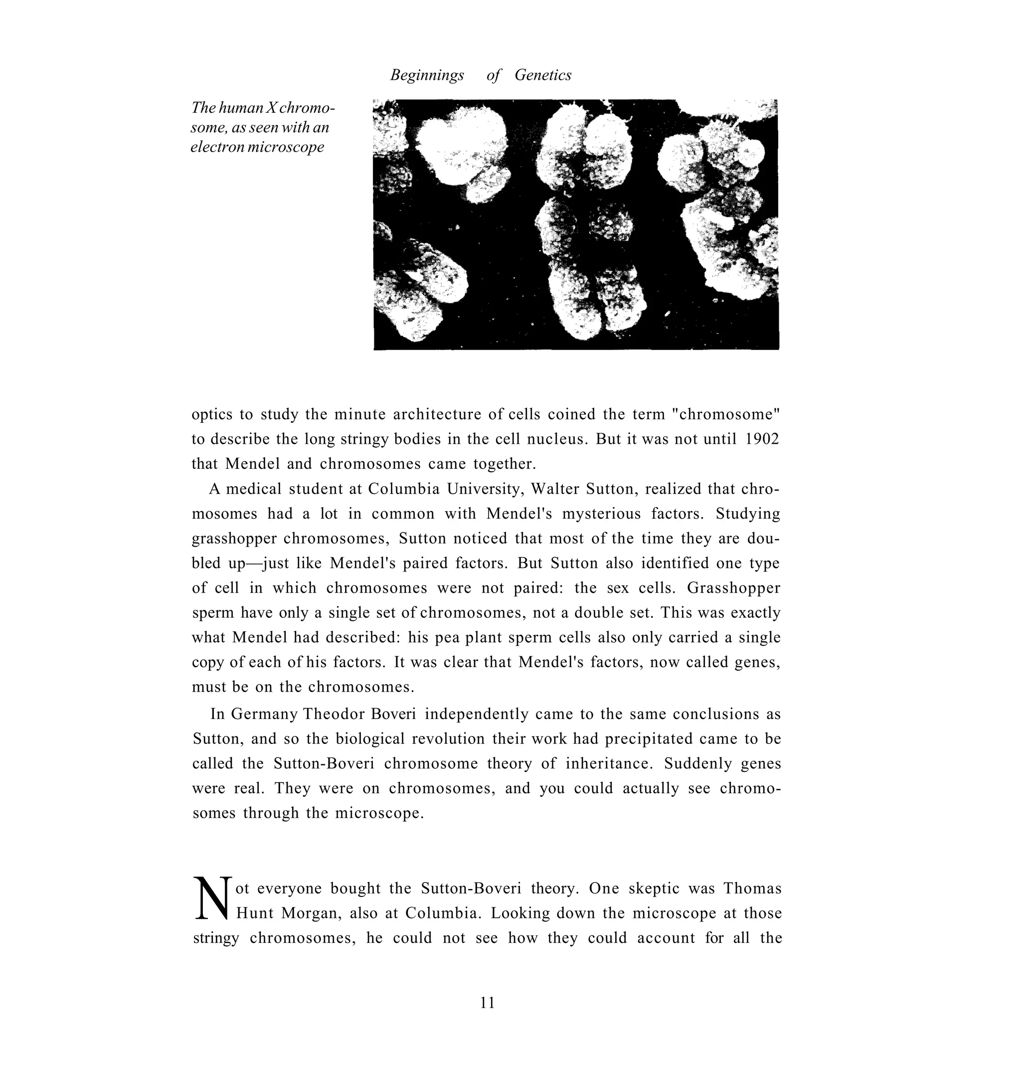 Beginnings    of Genetics
The human X chromo-
some, as seen with an
electron microscope




optics to study the minute architecture of cells coined the term "chromosome"
to describe the long stringy bodies in the cell nucleus. But it was not until 1902
that Mendel and chromosomes came together.
   A medical student at Columbia University, Walter Sutton, realized that chro-
mosomes had a lot in common with Mendel's mysterious factors. Studying
grasshopper chromosomes, Sutton noticed that most of the time they are dou-
bled up—just like Mendel's paired factors. But Sutton also identified one type
of cell in which chromosomes were not paired: the sex cells. Grasshopper
sperm have only a single set of chromosomes, not a double set. This was exactly
what Mendel had described: his pea plant sperm cells also only carried a single
copy of each of his factors. It was clear that Mendel's factors, now called genes,
must be on the chromosomes.
   In Germany Theodor Boveri independently came to the same conclusions as
Sutton, and so the biological revolution their work had precipitated came to be
called the Sutton-Boveri chromosome theory of inheritance. Suddenly genes
were real. They were on chromosomes, and you could actually see chromo-
somes through the microscope.




N      ot everyone bought the Sutton-Boveri theory. One skeptic was Thomas
       Hunt Morgan, also at Columbia. Looking down the microscope at those
stringy chromosomes, he could not see how they could account for all the


                                        11
 
