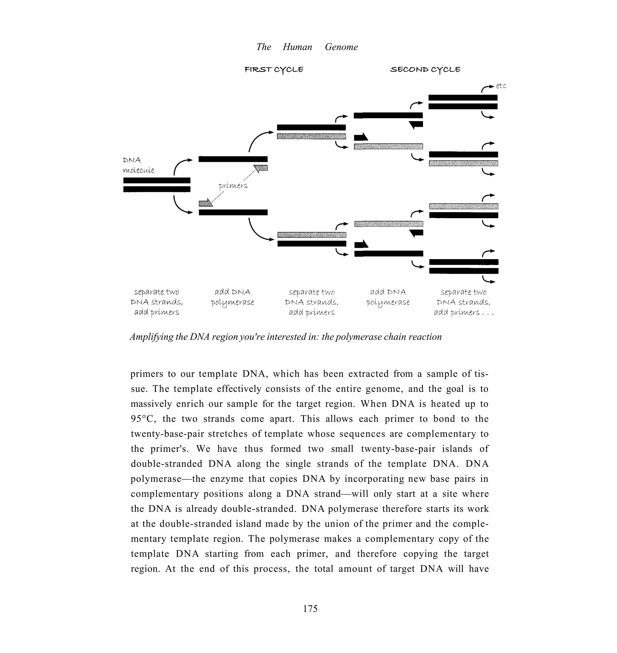 The   Human      Genome




Amplifying the DNA region you're interested in: the polymerase chain reaction


primers to our template DNA, which has been extracted from a sample of tis-
sue. The template effectively consists of the entire genome, and the goal is to
massively enrich our sample for the target region. When DNA is heated up to
95°C, the two strands come apart. This allows each primer to bond to the
twenty-base-pair stretches of template whose sequences are complementary to
the primer's. We have thus formed two small twenty-base-pair islands of
double-stranded DNA along the single strands of the template DNA. DNA
polymerase—the enzyme that copies DNA by incorporating new base pairs in
complementary positions along a DNA strand—will only start at a site where
the DNA is already double-stranded. DNA polymerase therefore starts its work
at the double-stranded island made by the union of the primer and the comple-
mentary template region. The polymerase makes a complementary copy of the
template DNA starting from each primer, and therefore copying the target
region. At the end of this process, the total amount of target DNA will have


                                          175
 