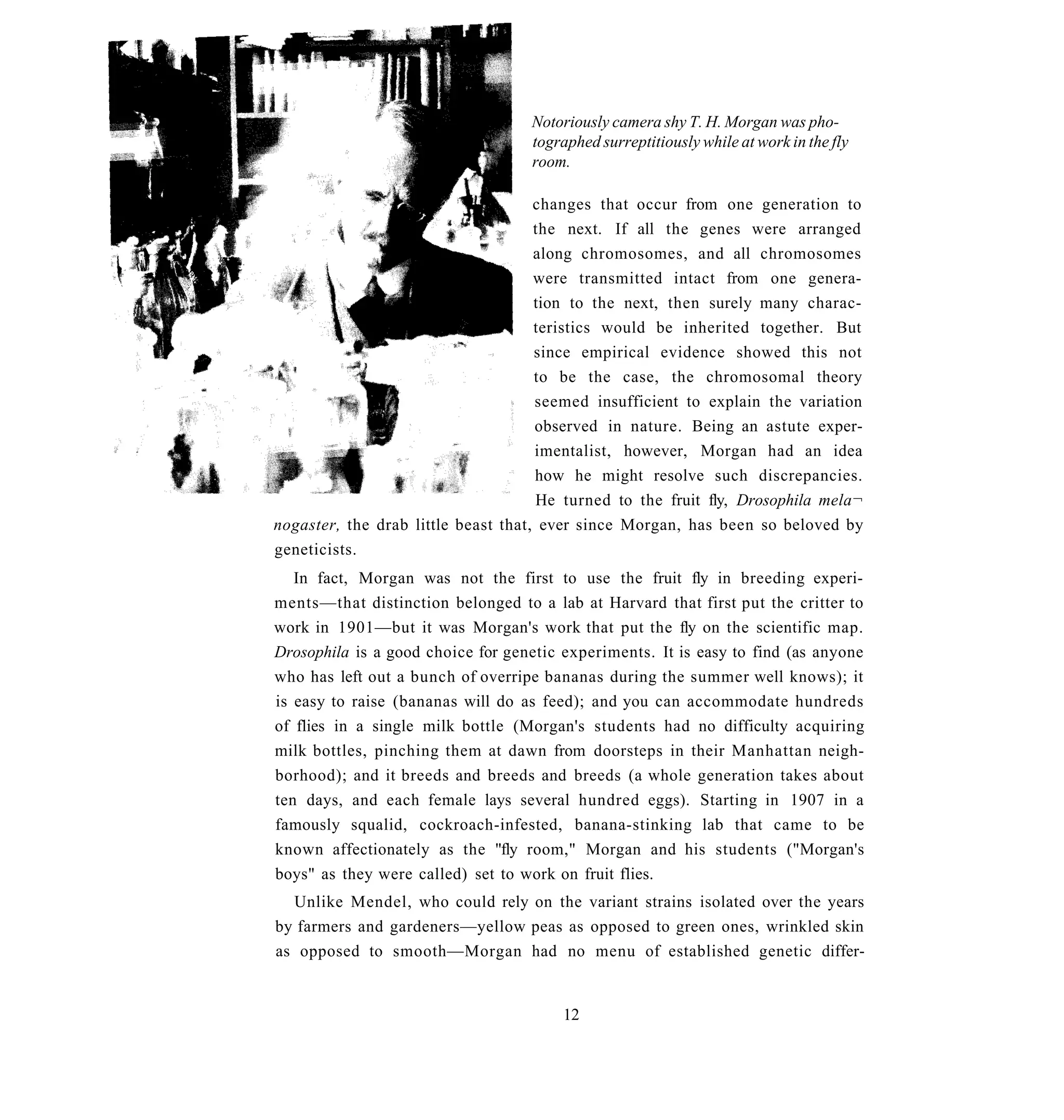 Notoriously camera shy T. H. Morgan was pho-
                                   tographed surreptitiously while at work in the fly
                                   room.

                                     changes that occur from one generation to
                                     the next. If all the genes were arranged
                                     along chromosomes, and all chromosomes
                                     were transmitted intact from one genera-
                                     tion to the next, then surely many charac-
                                     teristics would be inherited together. But
                                     since empirical evidence showed this not
                                     to be the case, the chromosomal theory
                                     seemed insufficient to explain the variation
                                     observed in nature. Being an astute exper-
                                     imentalist, however, Morgan had an idea
                                     how he might resolve such discrepancies.
                                     He turned to the fruit fly, Drosophila mela¬
nogaster, the drab little beast that, ever since Morgan, has been so beloved by
geneticists.
   In fact, Morgan was not the first to use the fruit fly in breeding experi-
ments—that distinction belonged to a lab at Harvard that first put the critter to
work in 1901—but it was Morgan's work that put the fly on the scientific map.
Drosophila is a good choice for genetic experiments. It is easy to find (as anyone
who has left out a bunch of overripe bananas during the summer well knows); it
is easy to raise (bananas will do as feed); and you can accommodate hundreds
of flies in a single milk bottle (Morgan's students had no difficulty acquiring
milk bottles, pinching them at dawn from doorsteps in their Manhattan neigh-
borhood); and it breeds and breeds and breeds (a whole generation takes about
ten days, and each female lays several hundred eggs). Starting in 1907 in a
famously squalid, cockroach-infested, banana-stinking lab that came to be
known affectionately as the "fly room," Morgan and his students ("Morgan's
boys" as they were called) set to work on fruit flies.
  Unlike Mendel, who could rely on the variant strains isolated over the years
by farmers and gardeners—yellow peas as opposed to green ones, wrinkled skin
as opposed to smooth—Morgan had no menu of established genetic differ-


                                        12
 