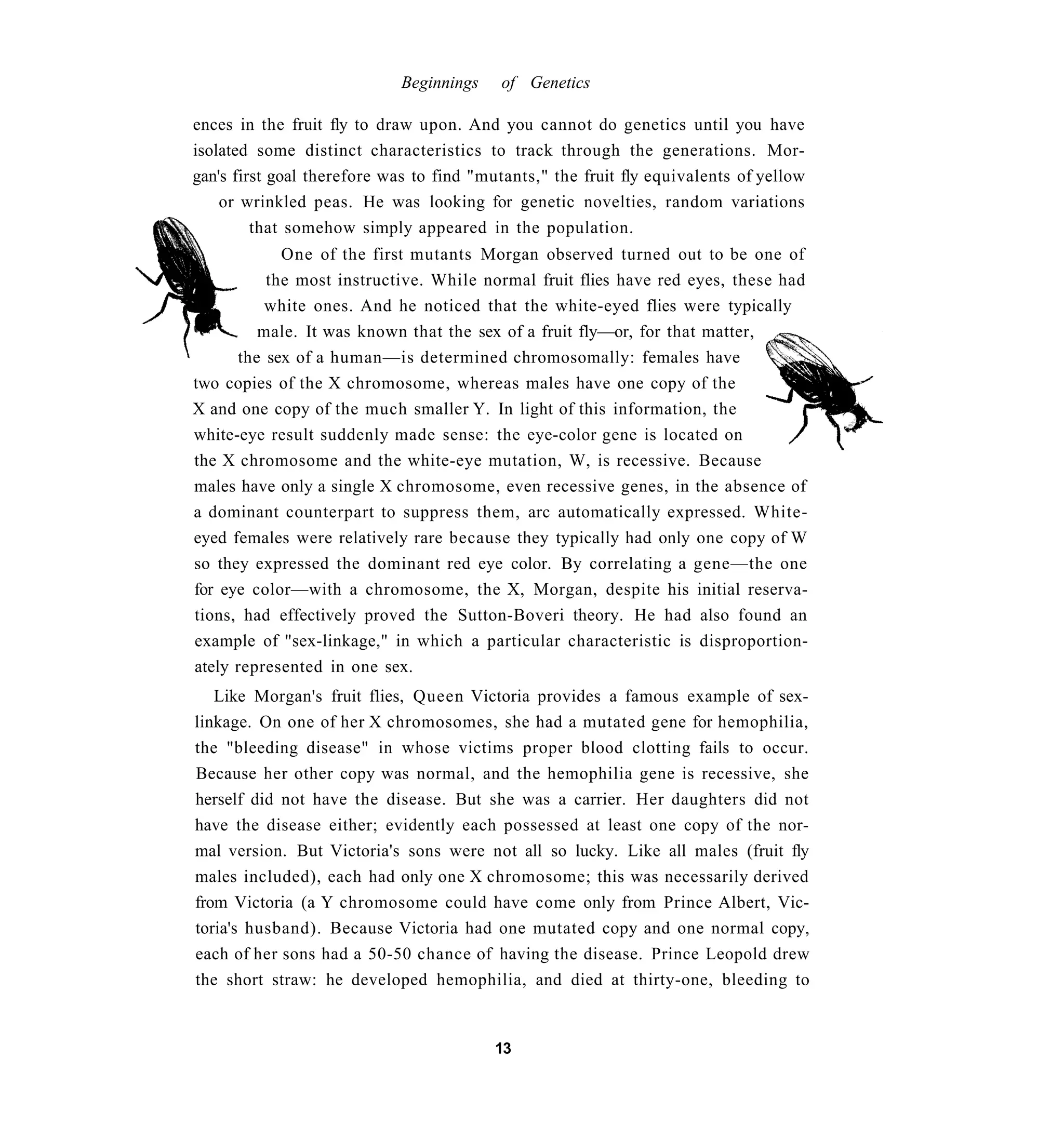 Beginnings    of Genetics

ences in the fruit fly to draw upon. And you cannot do genetics until you have
isolated some distinct characteristics to track through the generations. Mor-
gan's first goal therefore was to find "mutants," the fruit fly equivalents of yellow
    or wrinkled peas. He was looking for genetic novelties, random variations
         that somehow simply appeared in the population.
            One of the first mutants Morgan observed turned out to be one of
          the most instructive. While normal fruit flies have red eyes, these had
          white ones. And he noticed that the white-eyed flies were typically
         male. It was known that the sex of a fruit fly—or, for that matter,
      the sex of a human—is determined chromosomally: females have
two copies of the X chromosome, whereas males have one copy of the
X and one copy of the much smaller Y. In light of this information, the
white-eye result suddenly made sense: the eye-color gene is located on
the X chromosome and the white-eye mutation, W, is recessive. Because
males have only a single X chromosome, even recessive genes, in the absence of
a dominant counterpart to suppress them, arc automatically expressed. White-
eyed females were relatively rare because they typically had only one copy of W
so they expressed the dominant red eye color. By correlating a gene—the one
for eye color—with a chromosome, the X, Morgan, despite his initial reserva-
tions, had effectively proved the Sutton-Boveri theory. He had also found an
example of "sex-linkage," in which a particular characteristic is disproportion-
ately represented in one sex.
   Like Morgan's fruit flies, Queen Victoria provides a famous example of sex-
linkage. On one of her X chromosomes, she had a mutated gene for hemophilia,
the "bleeding disease" in whose victims proper blood clotting fails to occur.
Because her other copy was normal, and the hemophilia gene is recessive, she
herself did not have the disease. But she was a carrier. Her daughters did not
have the disease either; evidently each possessed at least one copy of the nor-
mal version. But Victoria's sons were not all so lucky. Like all males (fruit fly
males included), each had only one X chromosome; this was necessarily derived
from Victoria (a Y chromosome could have come only from Prince Albert, Vic-
toria's husband). Because Victoria had one mutated copy and one normal copy,
each of her sons had a 50-50 chance of having the disease. Prince Leopold drew
the short straw: he developed hemophilia, and died at thirty-one, bleeding to


                                         13
 