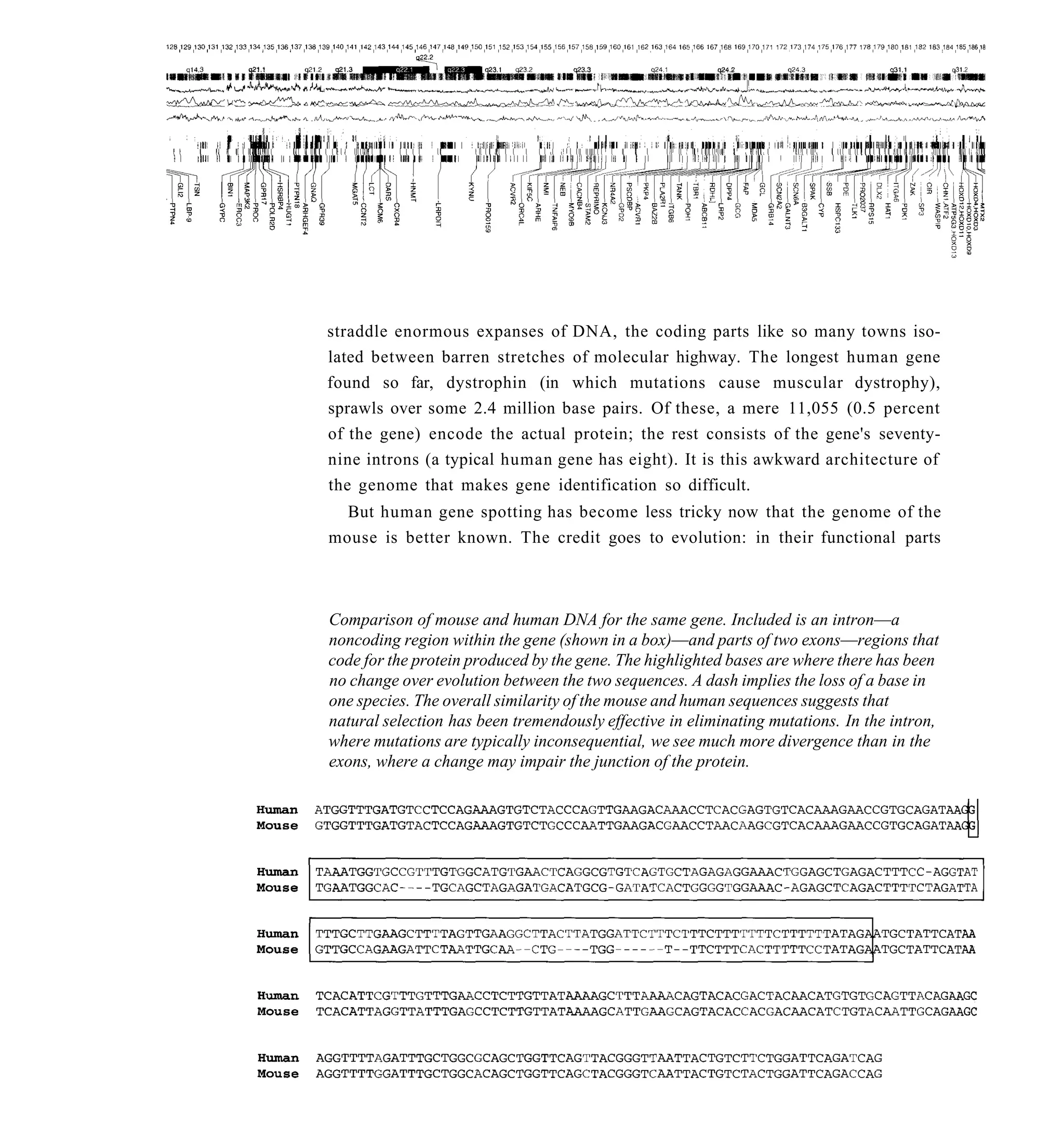 straddle enormous expanses of DNA, the coding parts like so many towns iso-
lated between barren stretches of molecular highway. The longest human gene
found so far, dystrophin (in which mutations cause muscular dystrophy),
sprawls over some 2.4 million base pairs. Of these, a mere 11,055 (0.5 percent
of the gene) encode the actual protein; the rest consists of the gene's seventy-
nine introns (a typical human gene has eight). It is this awkward architecture of
the genome that makes gene identification so difficult.
  But human gene spotting has become less tricky now that the genome of the
mouse is better known. The credit goes to evolution: in their functional parts



Comparison of mouse and human DNA for the same gene. Included is an intron—a
noncoding region within the gene (shown in a box)—and parts of two exons—regions that
code for the protein produced by the gene. The highlighted bases are where there has been
no change over evolution between the two sequences. A dash implies the loss of a base in
one species. The overall similarity of the mouse and human sequences suggests that
natural selection has been tremendously effective in eliminating mutations. In the intron,
where mutations are typically inconsequential, we see much more divergence than in the
exons, where a change may impair the junction of the protein.
 