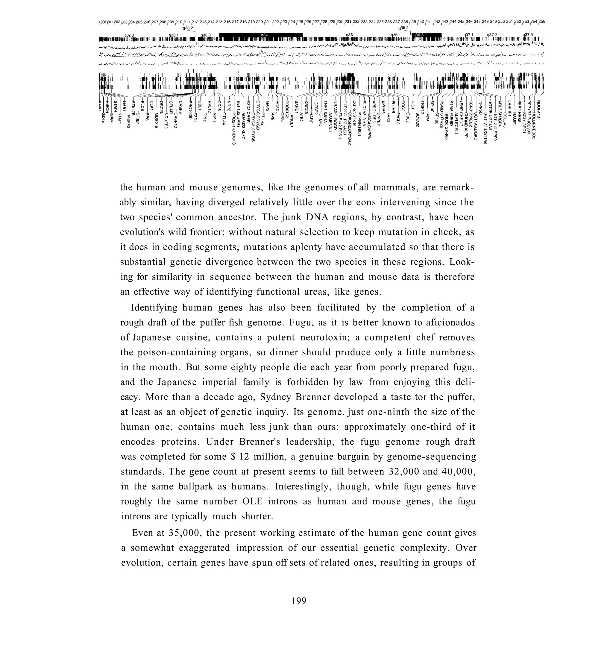 the human and mouse genomes, like the genomes of all mammals, are remark-
ably similar, having diverged relatively little over the eons intervening since the
two species' common ancestor. The junk DNA regions, by contrast, have been
evolution's wild frontier; without natural selection to keep mutation in check, as
it does in coding segments, mutations aplenty have accumulated so that there is
substantial genetic divergence between the two species in these regions. Look-
ing for similarity in sequence between the human and mouse data is therefore
an effective way of identifying functional areas, like genes.
   Identifying human genes has also been facilitated by the completion of a
rough draft of the puffer fish genome. Fugu, as it is better known to aficionados
of Japanese cuisine, contains a potent neurotoxin; a competent chef removes
the poison-containing organs, so dinner should produce only a little numbness
in the mouth. But some eighty people die each year from poorly prepared fugu,
and the Japanese imperial family is forbidden by law from enjoying this deli-
cacy. More than a decade ago, Sydney Brenner developed a taste tor the puffer,
at least as an object of genetic inquiry. Its genome, just one-ninth the size of the
human one, contains much less junk than ours: approximately one-third of it
encodes proteins. Under Brenner's leadership, the fugu genome rough draft
was completed for some $ 12 million, a genuine bargain by genome-sequencing
standards. The gene count at present seems to fall between 32,000 and 40,000,
in the same ballpark as humans. Interestingly, though, while fugu genes have
roughly the same number OLE introns as human and mouse genes, the fugu
introns are typically much shorter.
  Even at 35,000, the present working estimate of the human gene count gives
a somewhat exaggerated impression of our essential genetic complexity. Over
evolution, certain genes have spun off sets of related ones, resulting in groups of


                                        199
 