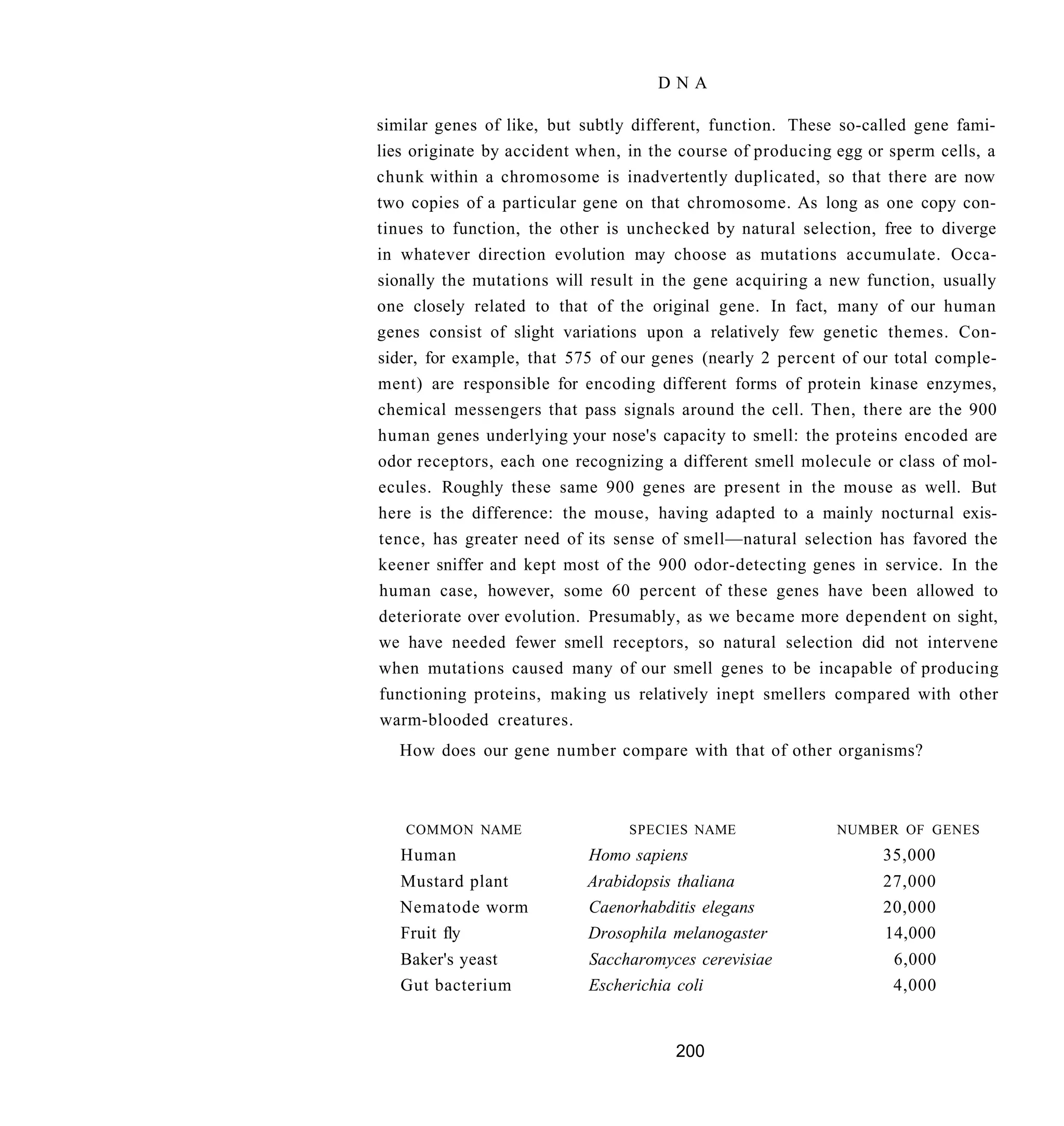 DNA

similar genes of like, but subtly different, function. These so-called gene fami-
lies originate by accident when, in the course of producing egg or sperm cells, a
chunk within a chromosome is inadvertently duplicated, so that there are now
two copies of a particular gene on that chromosome. As long as one copy con-
tinues to function, the other is unchecked by natural selection, free to diverge
in whatever direction evolution may choose as mutations accumulate. Occa-
sionally the mutations will result in the gene acquiring a new function, usually
one closely related to that of the original gene. In fact, many of our human
genes consist of slight variations upon a relatively few genetic themes. Con-
sider, for example, that 575 of our genes (nearly 2 percent of our total comple-
ment) are responsible for encoding different forms of protein kinase enzymes,
chemical messengers that pass signals around the cell. Then, there are the 900
human genes underlying your nose's capacity to smell: the proteins encoded are
odor receptors, each one recognizing a different smell molecule or class of mol-
ecules. Roughly these same 900 genes are present in the mouse as well. But
here is the difference: the mouse, having adapted to a mainly nocturnal exis-
tence, has greater need of its sense of smell—natural selection has favored the
keener sniffer and kept most of the 900 odor-detecting genes in service. In the
human case, however, some 60 percent of these genes have been allowed to
deteriorate over evolution. Presumably, as we became more dependent on sight,
we have needed fewer smell receptors, so natural selection did not intervene
when mutations caused many of our smell genes to be incapable of producing
functioning proteins, making us relatively inept smellers compared with other
 warm-blooded creatures.
  How does our gene number compare with that of other organisms?



   COMMON NAME                  SPECIES NAME               NUMBER OF GENES
   Human                   Homo sapiens                          35,000
   Mustard plant           Arabidopsis thaliana                  27,000
   Nematode worm           Caenorhabditis elegans                20,000
   Fruit fly               Drosophila melanogaster               14,000
   Baker's yeast           Saccharomyces cerevisiae                6,000
   Gut bacterium           Escherichia coli                        4,000


                                      200
 