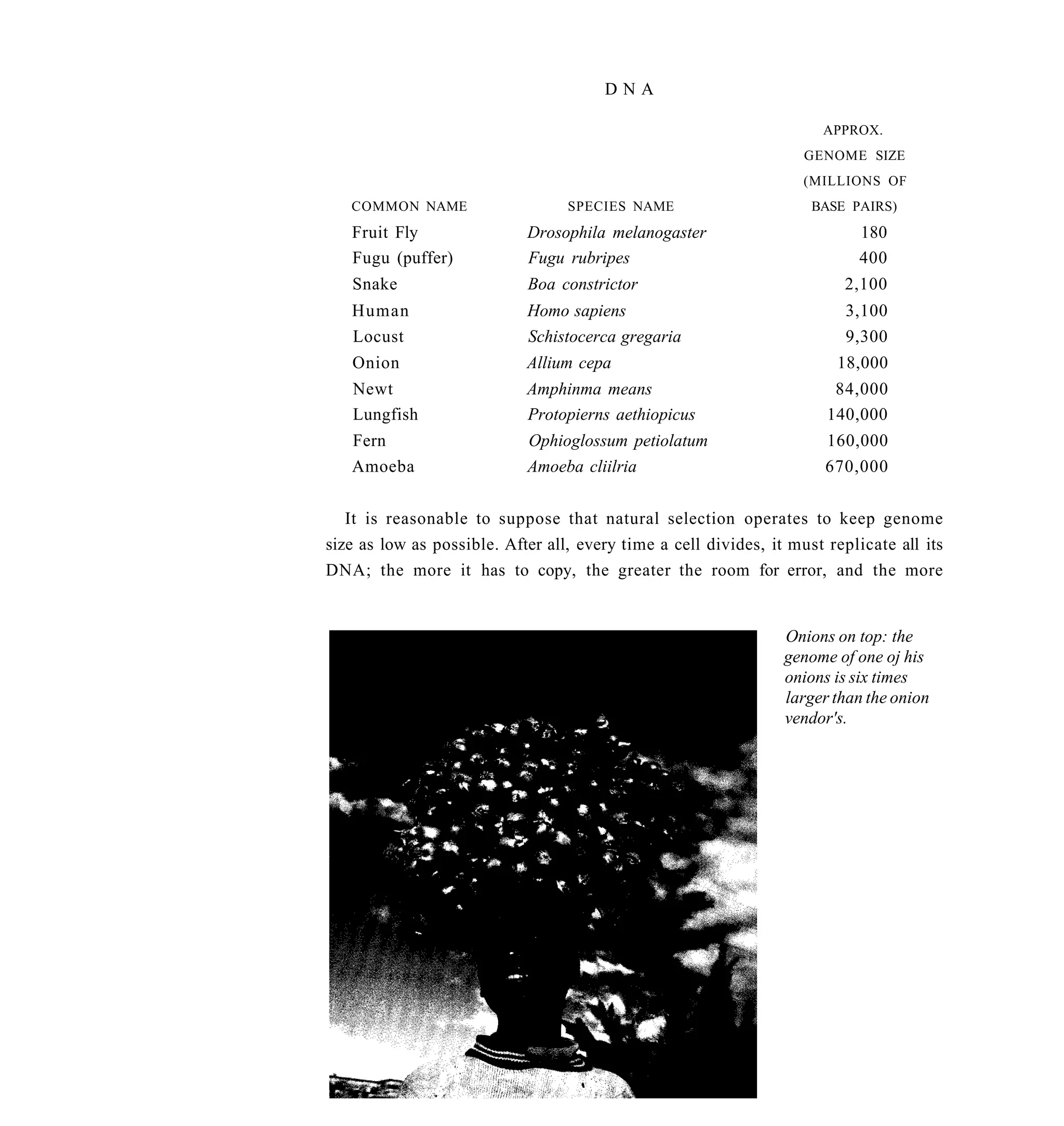 DNA

                                                                      APPROX.
                                                                    GENOME SIZE
                                                                    (MILLIONS OF
   COMMON NAME                    SPECIES NAME                       BASE PAIRS)
   Fruit Fly                Drosophila melanogaster                         180
   Fugu (puffer)            Fugu rubripes                                   400
   Snake                    Boa constrictor                               2,100
   Human                    Homo sapiens                                  3,100
   Locust                   Schistocerca gregaria                         9,300
   Onion                    Allium cepa                                 18,000
   Newt                     Amphinma means                              84,000
   Lungfish                 Protopierns aethiopicus                    140,000
   Fern                     Ophioglossum petiolatum                    160,000
   Amoeba                   Amoeba cliilria                            670,000


   It is reasonable to suppose that natural selection operates to keep genome
size as low as possible. After all, every time a cell divides, it must replicate all its
DNA; the more it has to copy, the greater the room for error, and the more


                                                                 Onions on top: the
                                                                 genome of one oj his
                                                                 onions is six times
                                                                 larger than the onion
                                                                 vendor's.
 