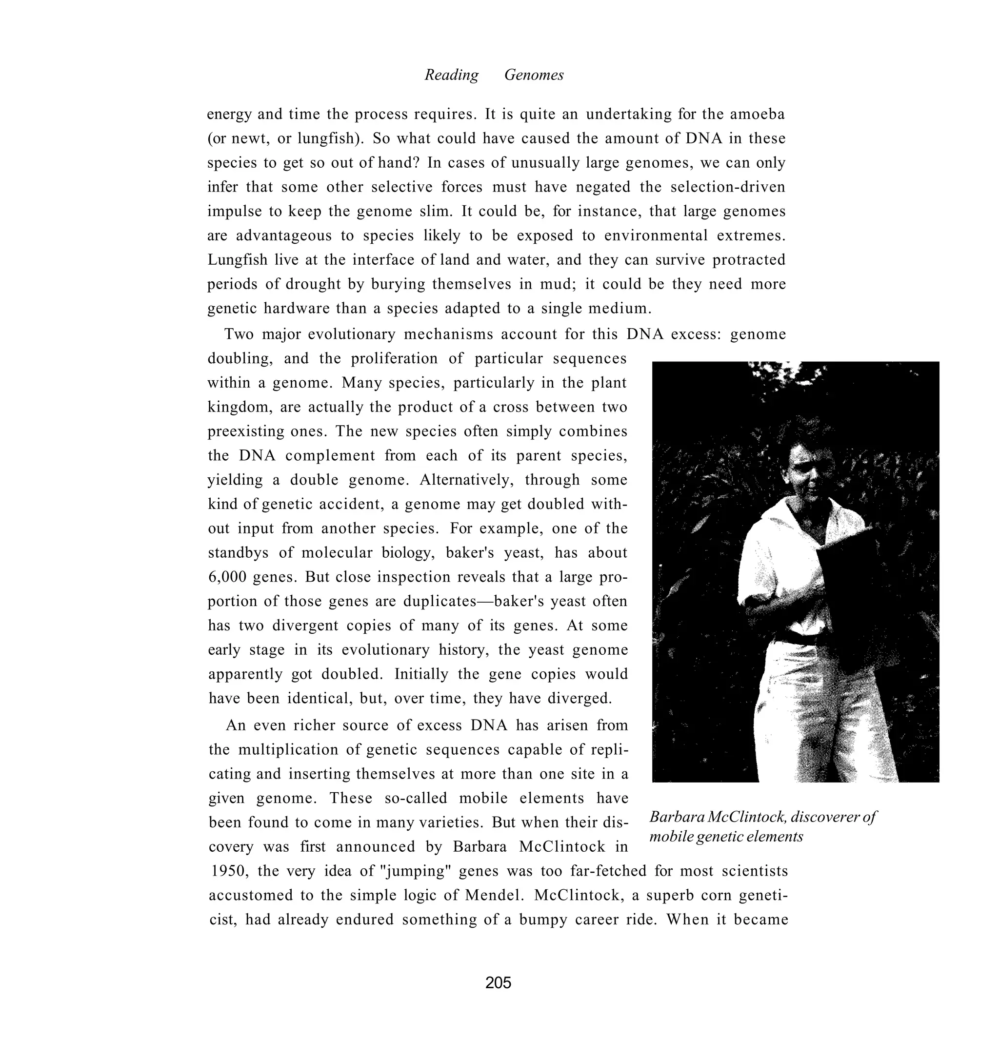 Reading     Genomes

energy and time the process requires. It is quite an undertaking for the amoeba
(or newt, or lungfish). So what could have caused the amount of DNA in these
species to get so out of hand? In cases of unusually large genomes, we can only
infer that some other selective forces must have negated the selection-driven
impulse to keep the genome slim. It could be, for instance, that large genomes
are advantageous to species likely to be exposed to environmental extremes.
Lungfish live at the interface of land and water, and they can survive protracted
periods of drought by burying themselves in mud; it could be they need more
genetic hardware than a species adapted to a single medium.
   Two major evolutionary mechanisms account for this DNA excess: genome
doubling, and the proliferation of particular sequences
within a genome. Many species, particularly in the plant
kingdom, are actually the product of a cross between two
preexisting ones. The new species often simply combines
the DNA complement from each of its parent species,
yielding a double genome. Alternatively, through some
kind of genetic accident, a genome may get doubled with-
out input from another species. For example, one of the
standbys of molecular biology, baker's yeast, has about
6,000 genes. But close inspection reveals that a large pro-
portion of those genes are duplicates—baker's yeast often
has two divergent copies of many of its genes. At some
early stage in its evolutionary history, the yeast genome
apparently got doubled. Initially the gene copies would
have been identical, but, over time, they have diverged.
   An even richer source of excess DNA has arisen from
the multiplication of genetic sequences capable of repli-
cating and inserting themselves at more than one site in a
given genome. These so-called mobile elements have
been found to come in many varieties. But when their dis- Barbara McClintock, discoverer of
                                                           mobile genetic elements
covery was first announced by Barbara McClintock in
1950, the very idea of "jumping" genes was too far-fetched for most scientists
accustomed to the simple logic of Mendel. McClintock, a superb corn geneti-
cist, had already endured something of a bumpy career ride. When it became


                                        205
 