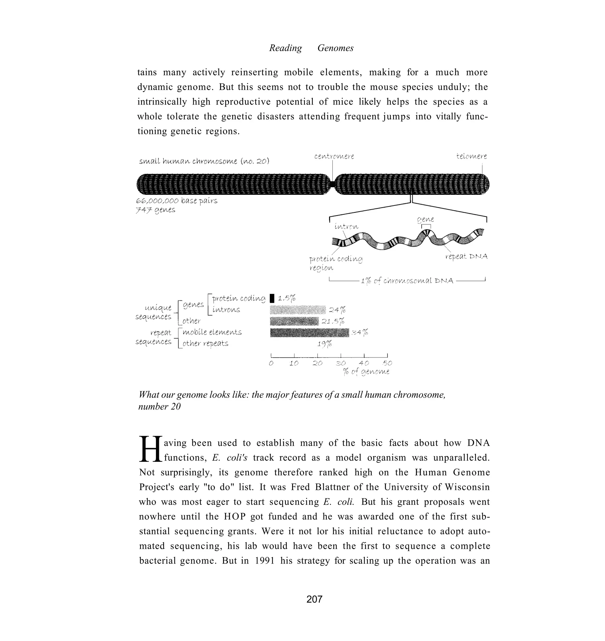 Reading     Genomes

tains many actively reinserting mobile elements, making for a much more
dynamic genome. But this seems not to trouble the mouse species unduly; the
intrinsically high reproductive potential of mice likely helps the species as a
whole tolerate the genetic disasters attending frequent jumps into vitally func-
tioning genetic regions.




What our genome looks like: the major features of a small human chromosome,
number 20




H     aving been used to establish many of the basic facts about how DNA
      functions, E. coli's track record as a model organism was unparalleled.
Not surprisingly, its genome therefore ranked high on the Human Genome
Project's early "to do" list. It was Fred Blattner of the University of Wisconsin
who was most eager to start sequencing E. coli. But his grant proposals went
nowhere until the H O P got funded and he was awarded one of the first sub-
stantial sequencing grants. Were it not lor his initial reluctance to adopt auto-
mated sequencing, his lab would have been the first to sequence a complete
bacterial genome. But in 1991 his strategy for scaling up the operation was an


                                         207
 