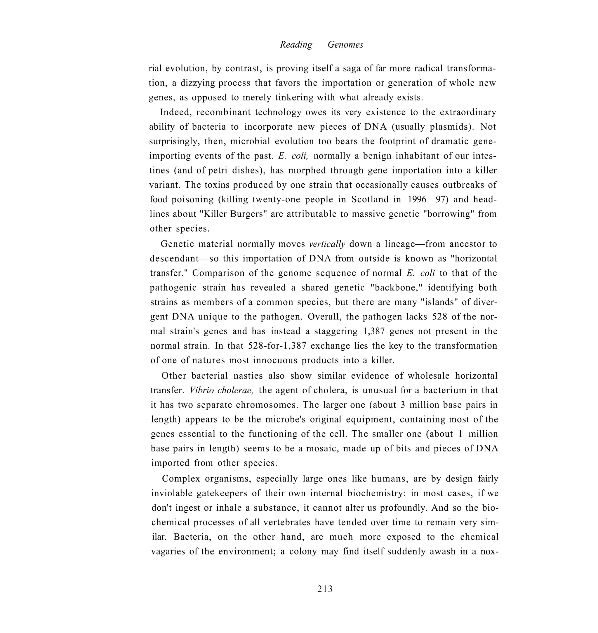 Reading    Genomes

rial evolution, by contrast, is proving itself a saga of far more radical transforma-
tion, a dizzying process that favors the importation or generation of whole new
genes, as opposed to merely tinkering with what already exists.
   Indeed, recombinant technology owes its very existence to the extraordinary
ability of bacteria to incorporate new pieces of DNA (usually plasmids). Not
surprisingly, then, microbial evolution too bears the footprint of dramatic gene-
importing events of the past. E. coli, normally a benign inhabitant of our intes-
tines (and of petri dishes), has morphed through gene importation into a killer
variant. The toxins produced by one strain that occasionally causes outbreaks of
food poisoning (killing twenty-one people in Scotland in 1996—97) and head-
lines about "Killer Burgers" are attributable to massive genetic "borrowing" from
other species.
   Genetic material normally moves vertically down a lineage—from ancestor to
descendant—so this importation of DNA from outside is known as "horizontal
transfer." Comparison of the genome sequence of normal E. coli to that of the
pathogenic strain has revealed a shared genetic "backbone," identifying both
strains as members of a common species, but there are many "islands" of diver-
gent DNA unique to the pathogen. Overall, the pathogen lacks 528 of the nor-
mal strain's genes and has instead a staggering 1,387 genes not present in the
normal strain. In that 528-for-1,387 exchange lies the key to the transformation
of one of natures most innocuous products into a killer.
   Other bacterial nasties also show similar evidence of wholesale horizontal
transfer. Vibrio cholerae, the agent of cholera, is unusual for a bacterium in that
it has two separate chromosomes. The larger one (about 3 million base pairs in
length) appears to be the microbe's original equipment, containing most of the
genes essential to the functioning of the cell. The smaller one (about 1 million
base pairs in length) seems to be a mosaic, made up of bits and pieces of DNA
imported from other species.
   Complex organisms, especially large ones like humans, are by design fairly
inviolable gatekeepers of their own internal biochemistry: in most cases, if we
don't ingest or inhale a substance, it cannot alter us profoundly. And so the bio-
chemical processes of all vertebrates have tended over time to remain very sim-
ilar. Bacteria, on the other hand, are much more exposed to the chemical
vagaries of the environment; a colony may find itself suddenly awash in a nox-


                                          213
 