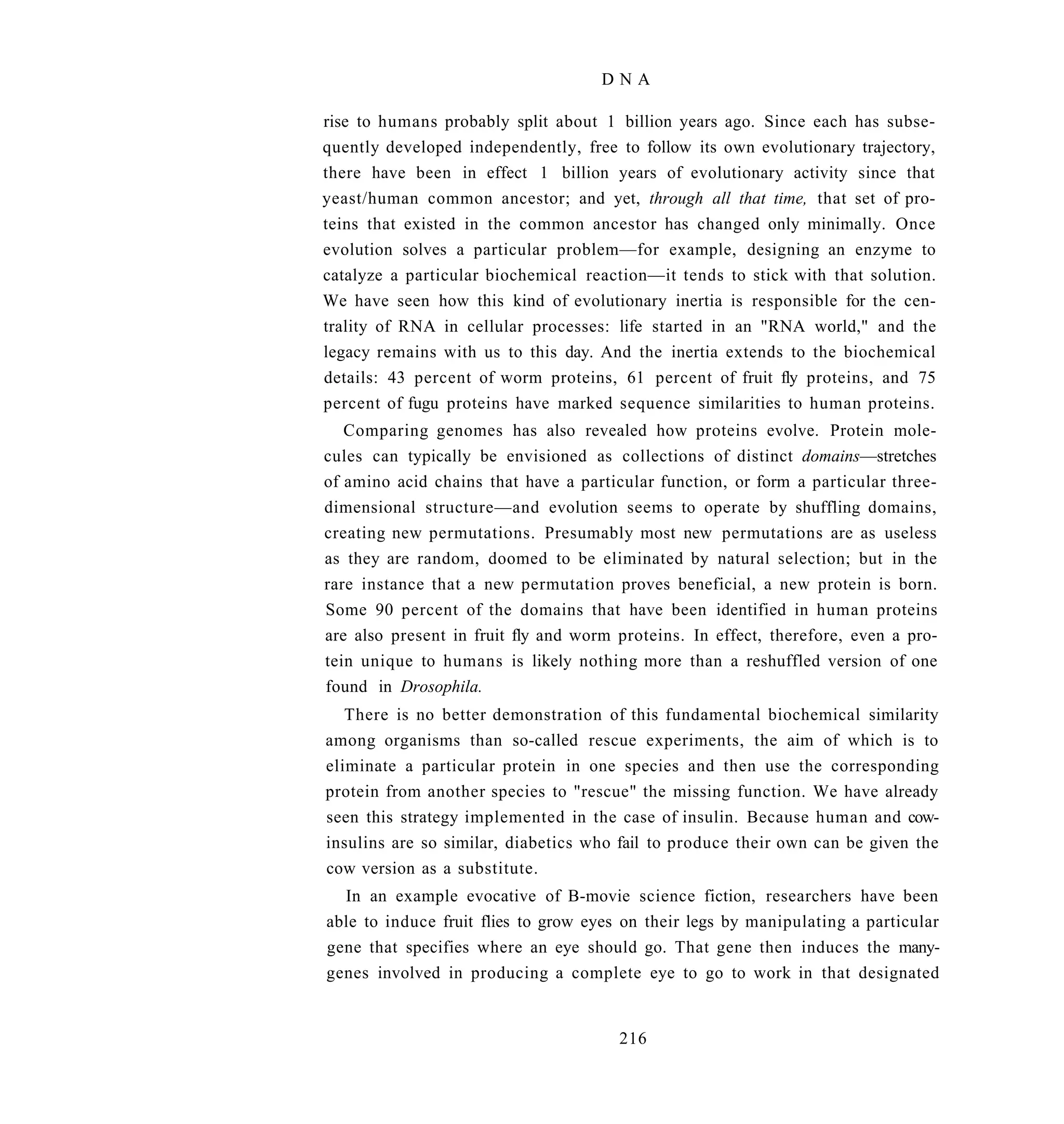 DNA

rise to humans probably split about 1 billion years ago. Since each has subse-
quently developed independently, free to follow its own evolutionary trajectory,
there have been in effect 1 billion years of evolutionary activity since that
yeast/human common ancestor; and yet, through all that time, that set of pro-
teins that existed in the common ancestor has changed only minimally. Once
evolution solves a particular problem—for example, designing an enzyme to
catalyze a particular biochemical reaction—it tends to stick with that solution.
We have seen how this kind of evolutionary inertia is responsible for the cen-
trality of RNA in cellular processes: life started in an "RNA world," and the
legacy remains with us to this day. And the inertia extends to the biochemical
details: 43 percent of worm proteins, 61 percent of fruit fly proteins, and 75
percent of fugu proteins have marked sequence similarities to human proteins.
   Comparing genomes has also revealed how proteins evolve. Protein mole-
cules can typically be envisioned as collections of distinct domains—stretches
of amino acid chains that have a particular function, or form a particular three-
dimensional structure—and evolution seems to operate by shuffling domains,
creating new permutations. Presumably most new permutations are as useless
as they are random, doomed to be eliminated by natural selection; but in the
rare instance that a new permutation proves beneficial, a new protein is born.
Some 90 percent of the domains that have been identified in human proteins
are also present in fruit fly and worm proteins. In effect, therefore, even a pro-
tein unique to humans is likely nothing more than a reshuffled version of one
found in Drosophila.
   There is no better demonstration of this fundamental biochemical similarity
among organisms than so-called rescue experiments, the aim of which is to
eliminate a particular protein in one species and then use the corresponding
protein from another species to "rescue" the missing function. We have already
seen this strategy implemented in the case of insulin. Because human and cow-
insulins are so similar, diabetics who fail to produce their own can be given the
cow version as a substitute.
  In an example evocative of B-movie science fiction, researchers have been
able to induce fruit flies to grow eyes on their legs by manipulating a particular
gene that specifies where an eye should go. That gene then induces the many-
genes involved in producing a complete eye to go to work in that designated


                                       216
 