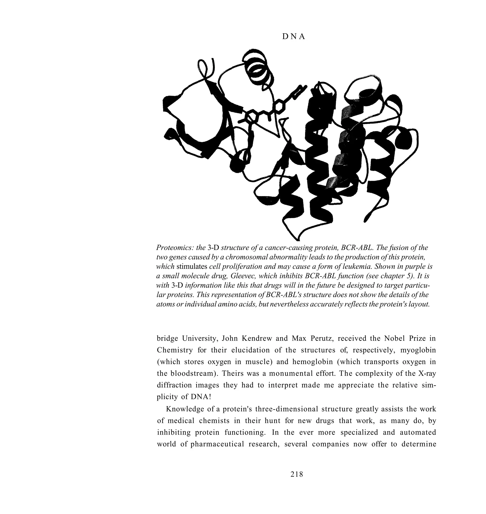 DNA




Proteomics: the 3-D structure of a cancer-causing protein, BCR-ABL. The fusion of the
two genes caused by a chromosomal abnormality leads to the production of this protein,
which stimulates cell proliferation and may cause a form of leukemia. Shown in purple is
a small molecule drug, Gleevec, which inhibits BCR-ABL function (see chapter 5). It is
with 3-D information like this that drugs will in the future be designed to target particu-
lar proteins. This representation of BCR-ABL's structure does not show the details of the
atoms or individual amino acids, but nevertheless accurately reflects the protein's layout.



bridge University, John Kendrew and Max Perutz, received the Nobel Prize in
Chemistry for their elucidation of the structures of, respectively, myoglobin
(which stores oxygen in muscle) and hemoglobin (which transports oxygen in
the bloodstream). Theirs was a monumental effort. The complexity of the X-ray
diffraction images they had to interpret made me appreciate the relative sim-
plicity of DNA!
   Knowledge of a protein's three-dimensional structure greatly assists the work
of medical chemists in their hunt for new drugs that work, as many do, by
inhibiting protein functioning. In the ever more specialized and automated
world of pharmaceutical research, several companies now offer to determine


                                            218
 