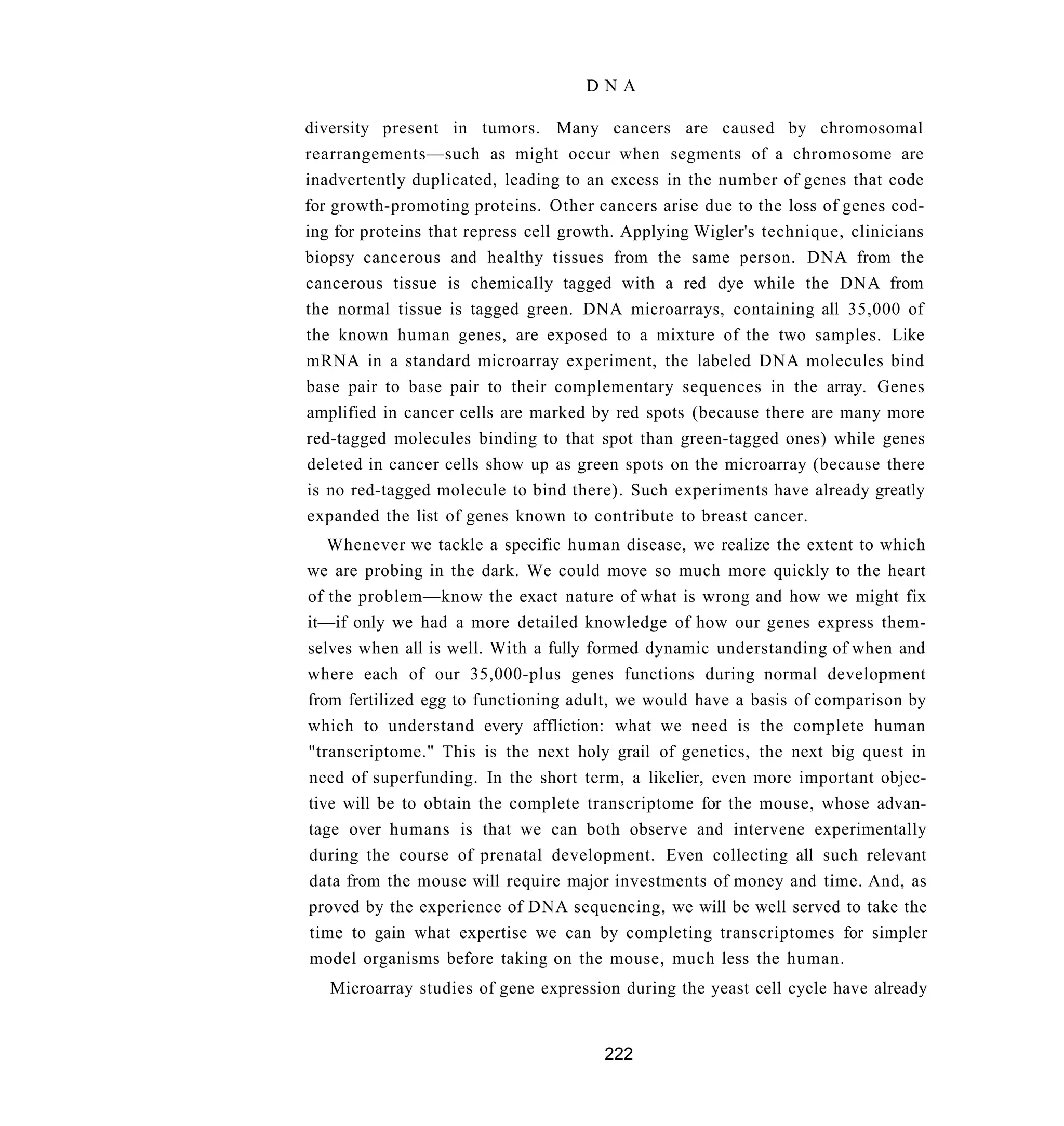 DNA

diversity present in tumors. Many cancers are caused by chromosomal
rearrangements—such as might occur when segments of a chromosome are
inadvertently duplicated, leading to an excess in the number of genes that code
for growth-promoting proteins. Other cancers arise due to the loss of genes cod-
ing for proteins that repress cell growth. Applying Wigler's technique, clinicians
biopsy cancerous and healthy tissues from the same person. DNA from the
cancerous tissue is chemically tagged with a red dye while the DNA from
the normal tissue is tagged green. DNA microarrays, containing all 35,000 of
the known human genes, are exposed to a mixture of the two samples. Like
mRNA in a standard microarray experiment, the labeled DNA molecules bind
base pair to base pair to their complementary sequences in the array. Genes
amplified in cancer cells are marked by red spots (because there are many more
red-tagged molecules binding to that spot than green-tagged ones) while genes
deleted in cancer cells show up as green spots on the microarray (because there
is no red-tagged molecule to bind there). Such experiments have already greatly
expanded the list of genes known to contribute to breast cancer.
   Whenever we tackle a specific human disease, we realize the extent to which
we are probing in the dark. We could move so much more quickly to the heart
of the problem—know the exact nature of what is wrong and how we might fix
it—if only we had a more detailed knowledge of how our genes express them-
selves when all is well. With a fully formed dynamic understanding of when and
where each of our 35,000-plus genes functions during normal development
from fertilized egg to functioning adult, we would have a basis of comparison by
which to understand every affliction: what we need is the complete human
"transcriptome." This is the next holy grail of genetics, the next big quest in
need of superfunding. In the short term, a likelier, even more important objec-
tive will be to obtain the complete transcriptome for the mouse, whose advan-
tage over humans is that we can both observe and intervene experimentally
during the course of prenatal development. Even collecting all such relevant
data from the mouse will require major investments of money and time. And, as
proved by the experience of DNA sequencing, we will be well served to take the
time to gain what expertise we can by completing transcriptomes for simpler
model organisms before taking on the mouse, much less the human.
   Microarray studies of gene expression during the yeast cell cycle have already


                                       222
 