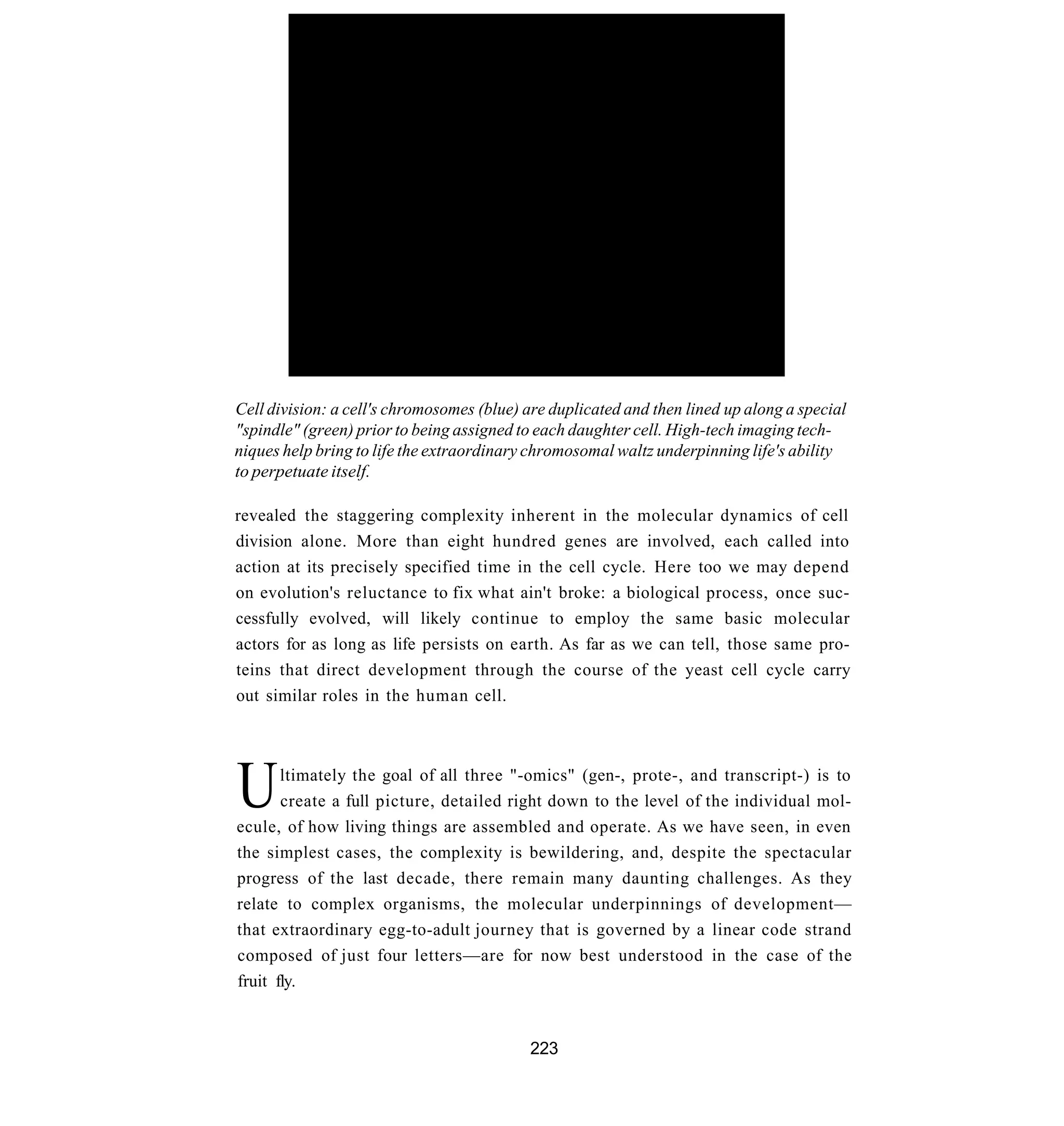 Cell division: a cell's chromosomes (blue) are duplicated and then lined up along a special
"spindle" (green) prior to being assigned to each daughter cell. High-tech imaging tech-
niques help bring to life the extraordinary chromosomal waltz underpinning life's ability
to perpetuate itself.

revealed the staggering complexity inherent in the molecular dynamics of cell
division alone. More than eight hundred genes are involved, each called into
action at its precisely specified time in the cell cycle. Here too we may depend
on evolution's reluctance to fix what ain't broke: a biological process, once suc-
cessfully evolved, will likely continue to employ the same basic molecular
actors for as long as life persists on earth. As far as we can tell, those same pro-
teins that direct development through the course of the yeast cell cycle carry
out similar roles in the human cell.




U      ltimately the goal of all three "-omics" (gen-, prote-, and transcript-) is to
       create a full picture, detailed right down to the level of the individual mol-
ecule, of how living things are assembled and operate. As we have seen, in even
the simplest cases, the complexity is bewildering, and, despite the spectacular
progress of the last decade, there remain many daunting challenges. As they
relate to complex organisms, the molecular underpinnings of development—
that extraordinary egg-to-adult journey that is governed by a linear code strand
composed of just four letters—are for now best understood in the case of the
fruit fly.


                                           223
 