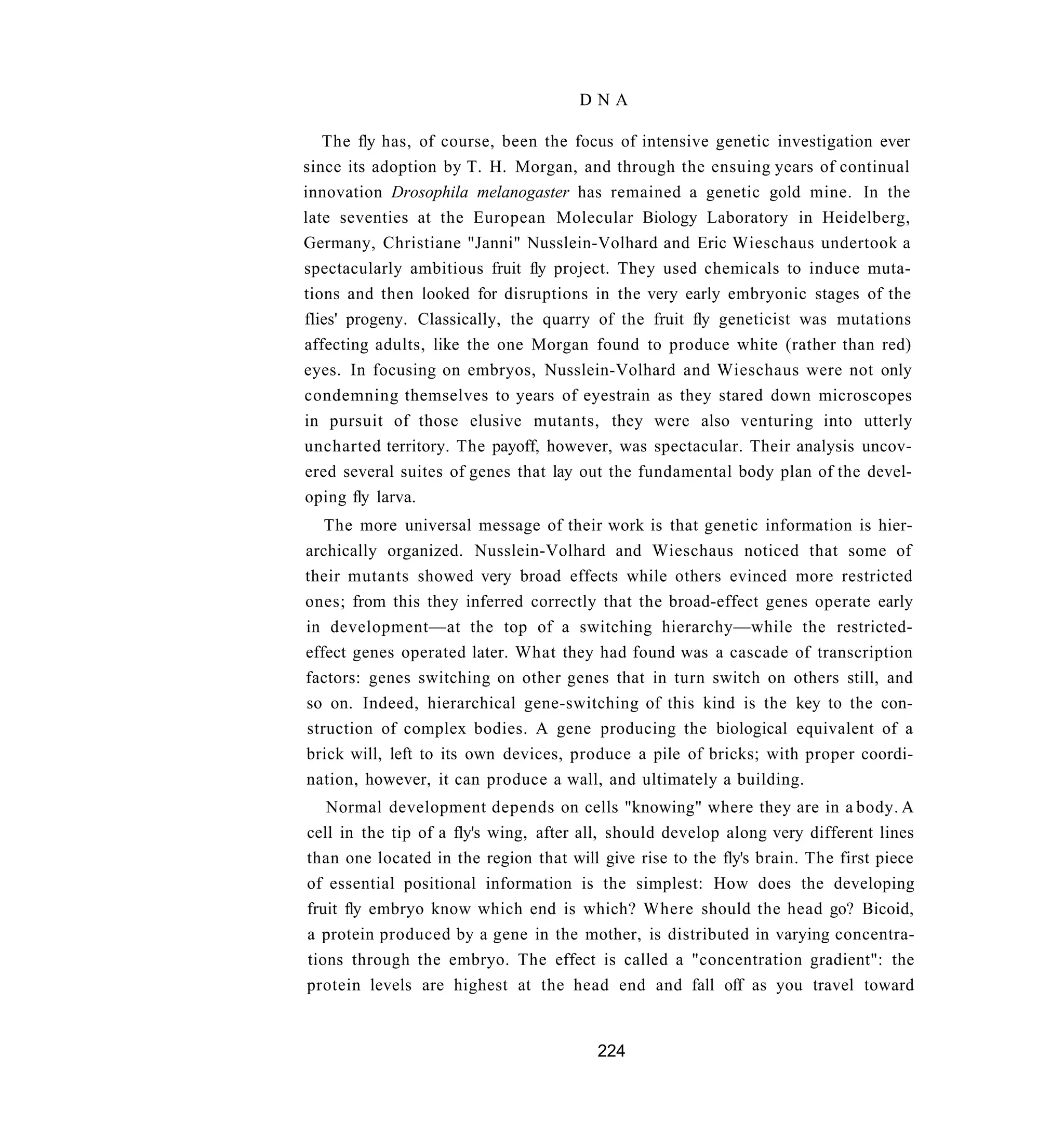 DNA

   The fly has, of course, been the focus of intensive genetic investigation ever
since its adoption by T. H. Morgan, and through the ensuing years of continual
innovation Drosophila melanogaster has remained a genetic gold mine. In the
late seventies at the European Molecular Biology Laboratory in Heidelberg,
Germany, Christiane "Janni" Nusslein-Volhard and Eric Wieschaus undertook a
spectacularly ambitious fruit fly project. They used chemicals to induce muta-
tions and then looked for disruptions in the very early embryonic stages of the
flies' progeny. Classically, the quarry of the fruit fly geneticist was mutations
affecting adults, like the one Morgan found to produce white (rather than red)
eyes. In focusing on embryos, Nusslein-Volhard and Wieschaus were not only
condemning themselves to years of eyestrain as they stared down microscopes
in pursuit of those elusive mutants, they were also venturing into utterly
uncharted territory. The payoff, however, was spectacular. Their analysis uncov-
ered several suites of genes that lay out the fundamental body plan of the devel-
oping fly larva.
   The more universal message of their work is that genetic information is hier-
archically organized. Nusslein-Volhard and Wieschaus noticed that some of
their mutants showed very broad effects while others evinced more restricted
ones; from this they inferred correctly that the broad-effect genes operate early
in development—at the top of a switching hierarchy—while the restricted-
effect genes operated later. What they had found was a cascade of transcription
factors: genes switching on other genes that in turn switch on others still, and
so on. Indeed, hierarchical gene-switching of this kind is the key to the con-
struction of complex bodies. A gene producing the biological equivalent of a
brick will, left to its own devices, produce a pile of bricks; with proper coordi-
nation, however, it can produce a wall, and ultimately a building.
   Normal development depends on cells "knowing" where they are in a body. A
cell in the tip of a fly's wing, after all, should develop along very different lines
than one located in the region that will give rise to the fly's brain. The first piece
of essential positional information is the simplest: How does the developing
fruit fly embryo know which end is which? Where should the head go? Bicoid,
a protein produced by a gene in the mother, is distributed in varying concentra-
tions through the embryo. The effect is called a "concentration gradient": the
protein levels are highest at the head end and fall off as you travel toward


                                         224
 
