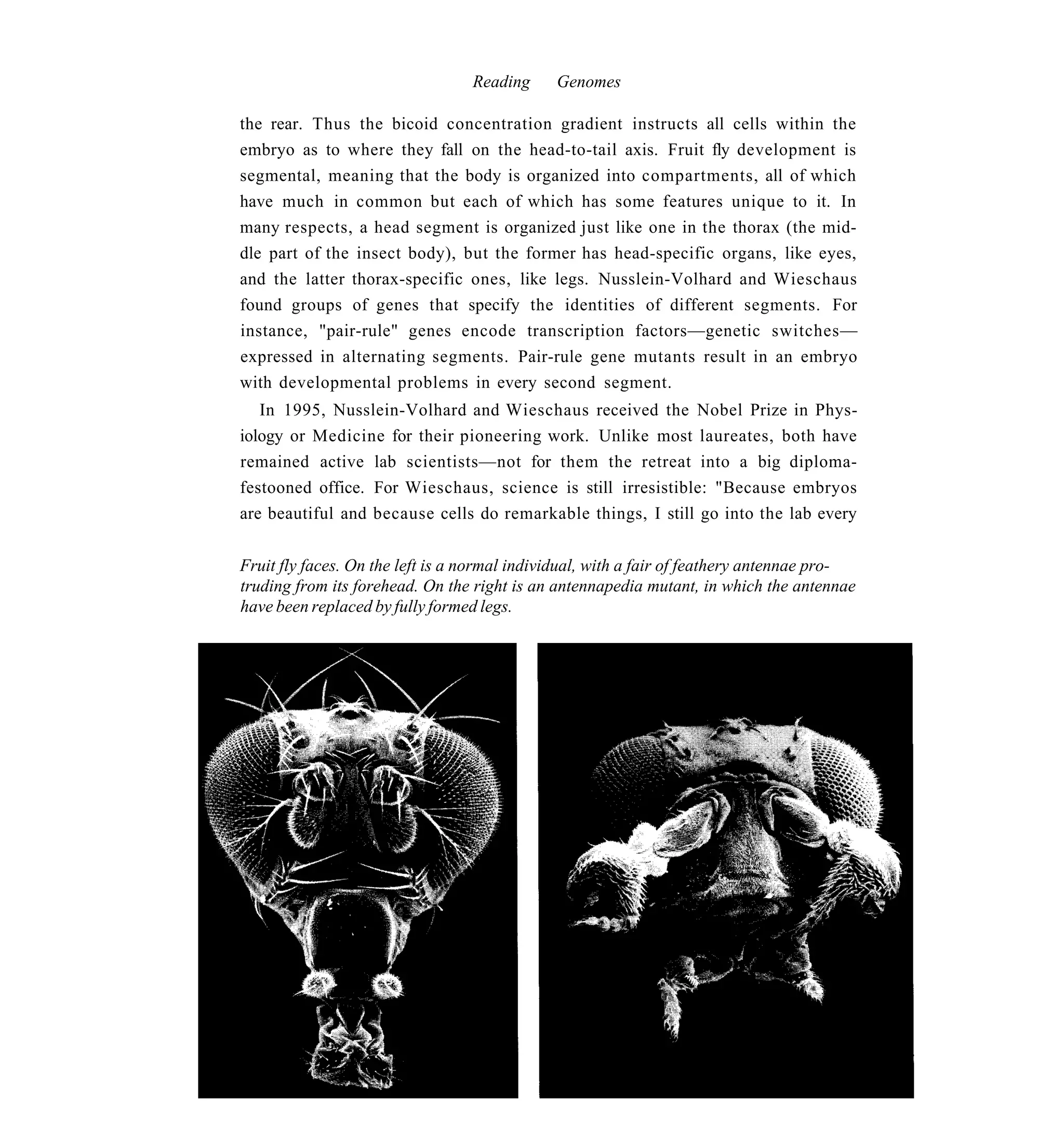 Reading     Genomes

the rear. Thus the bicoid concentration gradient instructs all cells within the
embryo as to where they fall on the head-to-tail axis. Fruit fly development is
segmental, meaning that the body is organized into compartments, all of which
have much in common but each of which has some features unique to it. In
many respects, a head segment is organized just like one in the thorax (the mid-
dle part of the insect body), but the former has head-specific organs, like eyes,
and the latter thorax-specific ones, like legs. Nusslein-Volhard and Wieschaus
found groups of genes that specify the identities of different segments. For
instance, "pair-rule" genes encode transcription factors—genetic switches—
expressed in alternating segments. Pair-rule gene mutants result in an embryo
with developmental problems in every second segment.
   In 1995, Nusslein-Volhard and Wieschaus received the Nobel Prize in Phys-
iology or Medicine for their pioneering work. Unlike most laureates, both have
remained active lab scientists—not for them the retreat into a big diploma-
festooned office. For Wieschaus, science is still irresistible: "Because embryos
are beautiful and because cells do remarkable things, I still go into the lab every


Fruit fly faces. On the left is a normal individual, with a fair of feathery antennae pro-
truding from its forehead. On the right is an antennapedia mutant, in which the antennae
have been replaced by fully formed legs.
 