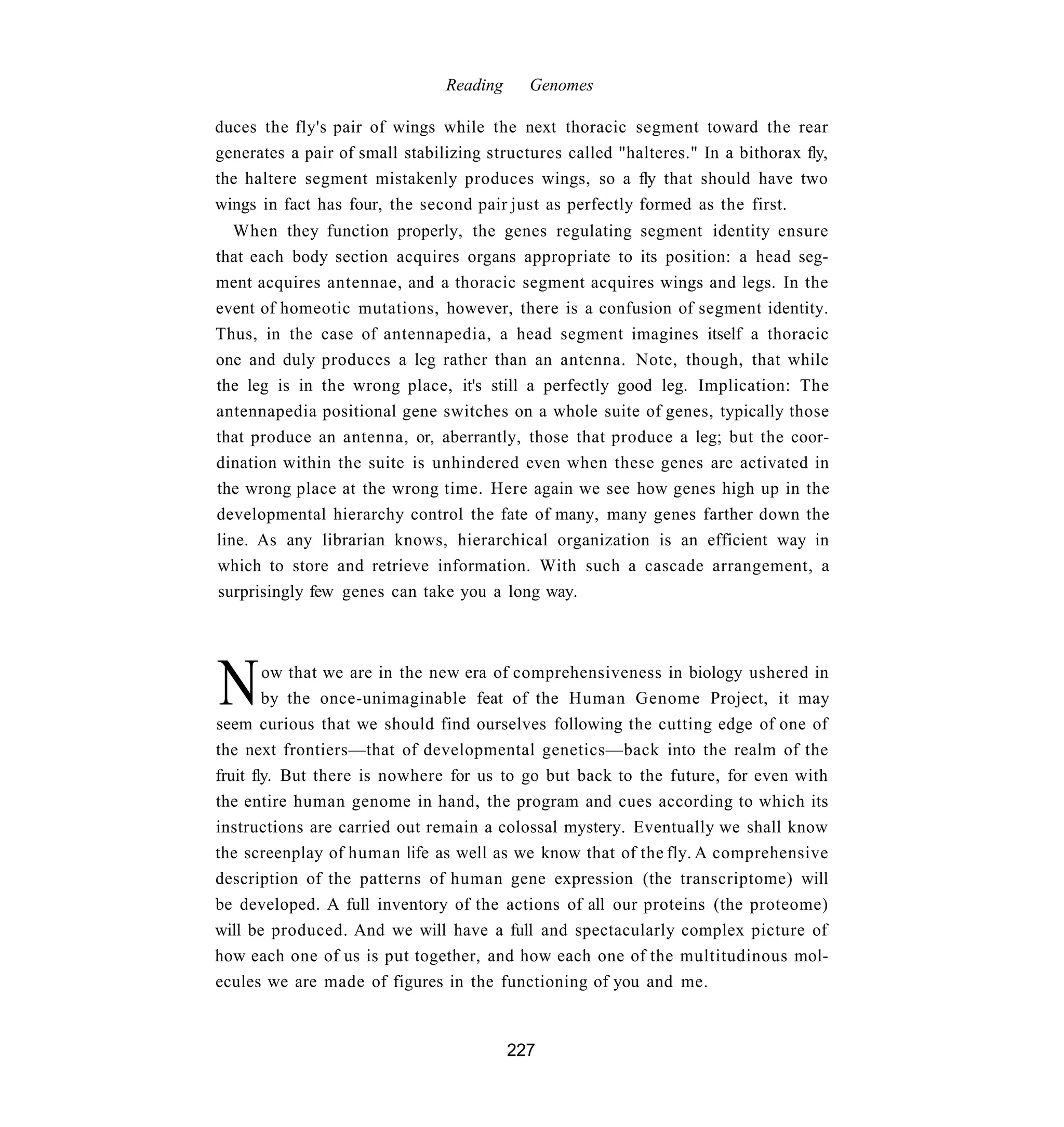 Reading     Genomes

duces the fly's pair of wings while the next thoracic segment toward the rear
generates a pair of small stabilizing structures called "halteres." In a bithorax fly,
the haltere segment mistakenly produces wings, so a fly that should have two
wings in fact has four, the second pair just as perfectly formed as the first.
   When they function properly, the genes regulating segment identity ensure
that each body section acquires organs appropriate to its position: a head seg-
ment acquires antennae, and a thoracic segment acquires wings and legs. In the
event of homeotic mutations, however, there is a confusion of segment identity.
Thus, in the case of antennapedia, a head segment imagines itself a thoracic
one and duly produces a leg rather than an antenna. Note, though, that while
the leg is in the wrong place, it's still a perfectly good leg. Implication: The
antennapedia positional gene switches on a whole suite of genes, typically those
that produce an antenna, or, aberrantly, those that produce a leg; but the coor-
dination within the suite is unhindered even when these genes are activated in
the wrong place at the wrong time. Here again we see how genes high up in the
developmental hierarchy control the fate of many, many genes farther down the
line. As any librarian knows, hierarchical organization is an efficient way in
which to store and retrieve information. With such a cascade arrangement, a
surprisingly few genes can take you a long way.




N       ow that we are in the new era of comprehensiveness in biology ushered in
        by the once-unimaginable feat of the Human Genome Project, it may
seem curious that we should find ourselves following the cutting edge of one of
the next frontiers—that of developmental genetics—back into the realm of the
fruit fly. But there is nowhere for us to go but back to the future, for even with
the entire human genome in hand, the program and cues according to which its
instructions are carried out remain a colossal mystery. Eventually we shall know
the screenplay of human life as well as we know that of the fly. A comprehensive
description of the patterns of human gene expression (the transcriptome) will
be developed. A full inventory of the actions of all our proteins (the proteome)
will be produced. And we will have a full and spectacularly complex picture of
how each one of us is put together, and how each one of the multitudinous mol-
ecules we are made of figures in the functioning of you and me.


                                          227
 
