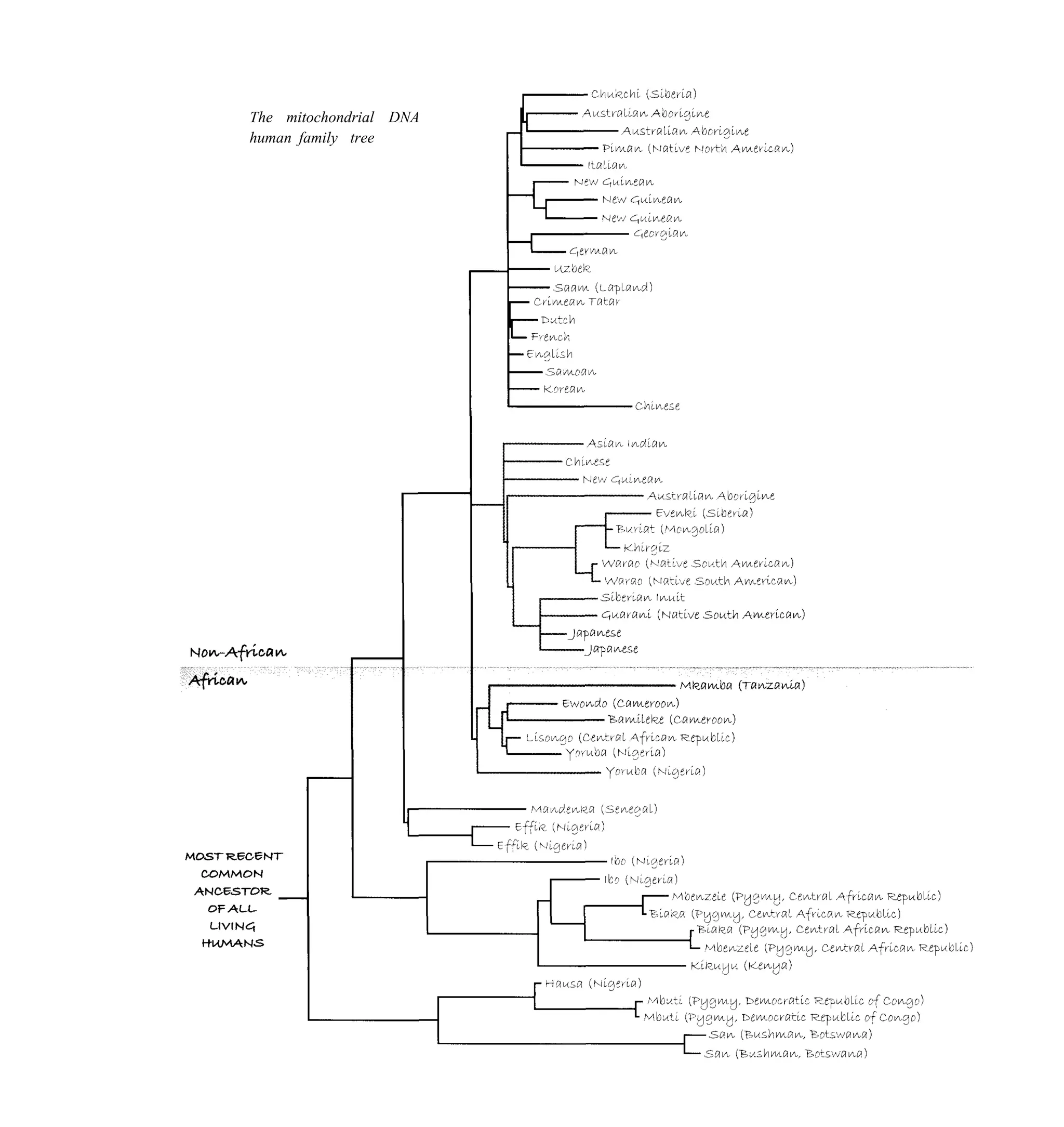 The mitochondrial DNA
human family tree
 
