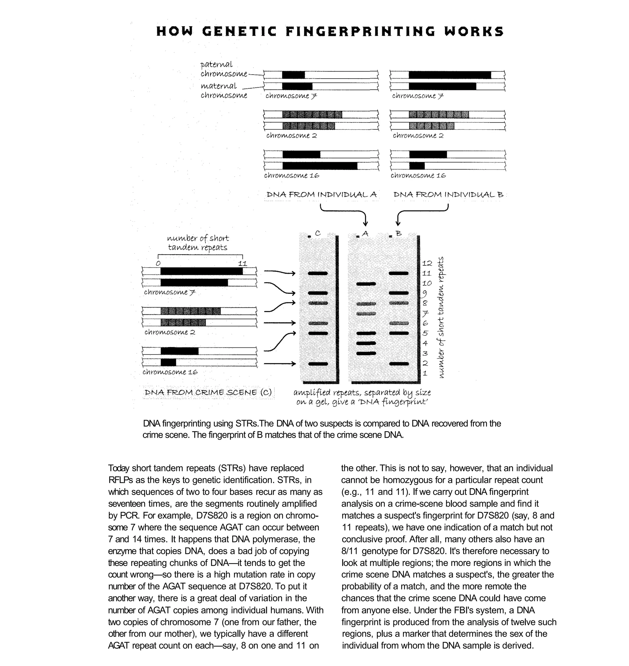 DNA fingerprinting using STRs.The DNA of two suspects is compared to DNA recovered from the
        crime scene. The fingerprint of B matches that of the crime scene DNA.


Today short tandem repeats (STRs) have replaced           the other. This is not to say, however, that an individual
RFLPs as the keys to genetic identification. STRs, in     cannot be homozygous for a particular repeat count
which sequences of two to four bases recur as many as     (e.g., 11 and 11). If we carry out DNA fingerprint
seventeen times, are the segments routinely amplified     analysis on a crime-scene blood sample and find it
by PCR. For example, D7S820 is a region on chromo-        matches a suspect's fingerprint for D7S820 (say, 8 and
some 7 where the sequence AGAT can occur between          11 repeats), we have one indication of a match but not
7 and 14 times. It happens that DNA polymerase, the       conclusive proof. After all, many others also have an
enzyme that copies DNA, does a bad job of copying         8/11 genotype for D7S820. It's therefore necessary to
these repeating chunks of DNA—it tends to get the         look at multiple regions; the more regions in which the
count wrong—so there is a high mutation rate in copy      crime scene DNA matches a suspect's, the greater the
number of the AGAT sequence at D7S820. To put it          probability of a match, and the more remote the
another way, there is a great deal of variation in the    chances that the crime scene DNA could have come
number of AGAT copies among individual humans. With       from anyone else. Under the FBI's system, a DNA
two copies of chromosome 7 (one from our father, the      fingerprint is produced from the analysis of twelve such
other from our mother), we typically have a different     regions, plus a marker that determines the sex of the
AGAT repeat count on each—say, 8 on one and 11 on         individual from whom the DNA sample is derived.
 