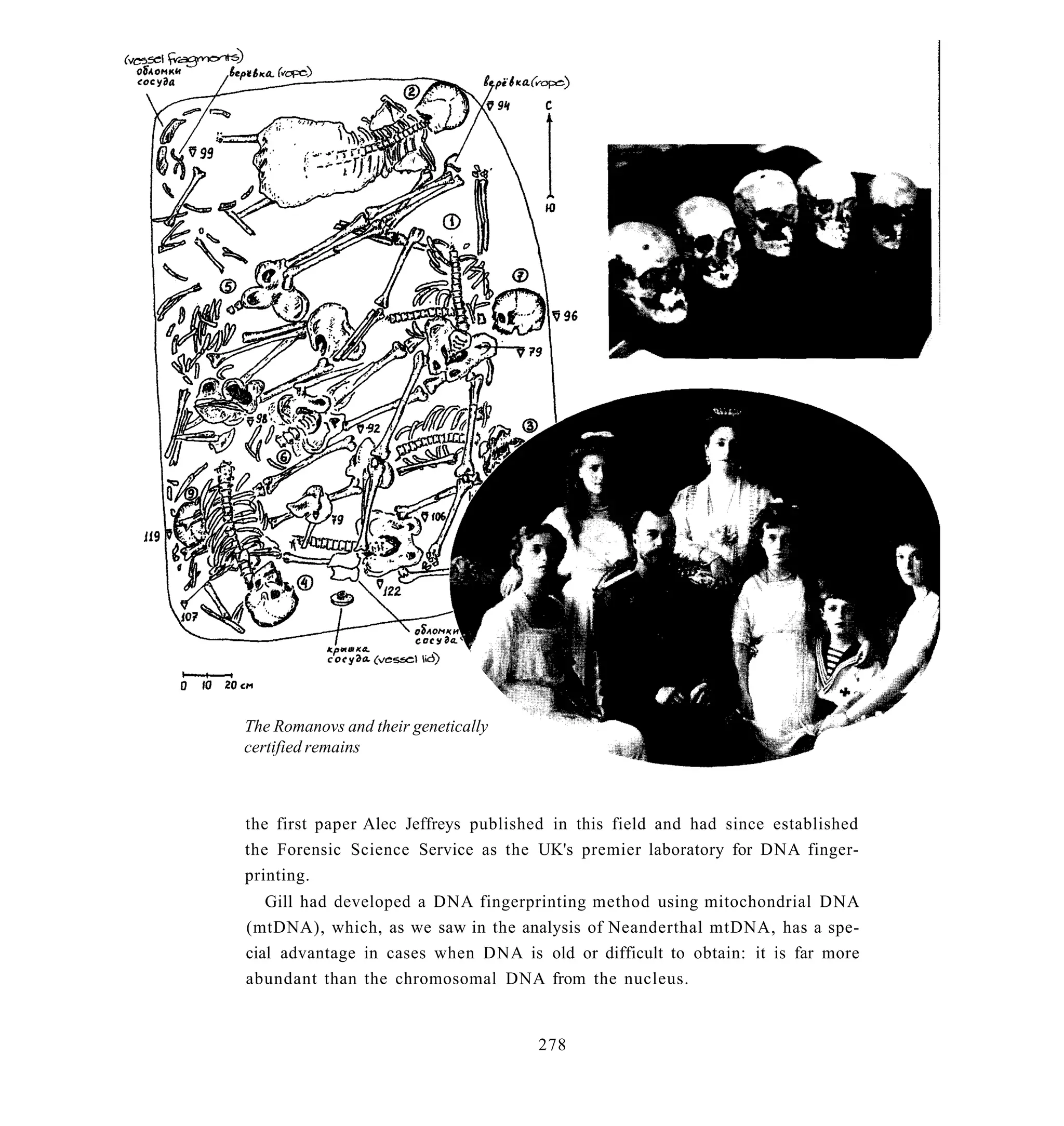 The Romanovs and their genetically
certified remains



the first paper Alec Jeffreys published in this field and had since established
the Forensic Science Service as the UK's premier laboratory for DNA finger-
printing.
   Gill had developed a DNA fingerprinting method using mitochondrial DNA
(mtDNA), which, as we saw in the analysis of Neanderthal mtDNA, has a spe-
cial advantage in cases when DNA is old or difficult to obtain: it is far more
abundant than the chromosomal DNA from the nucleus.


                                     278
 