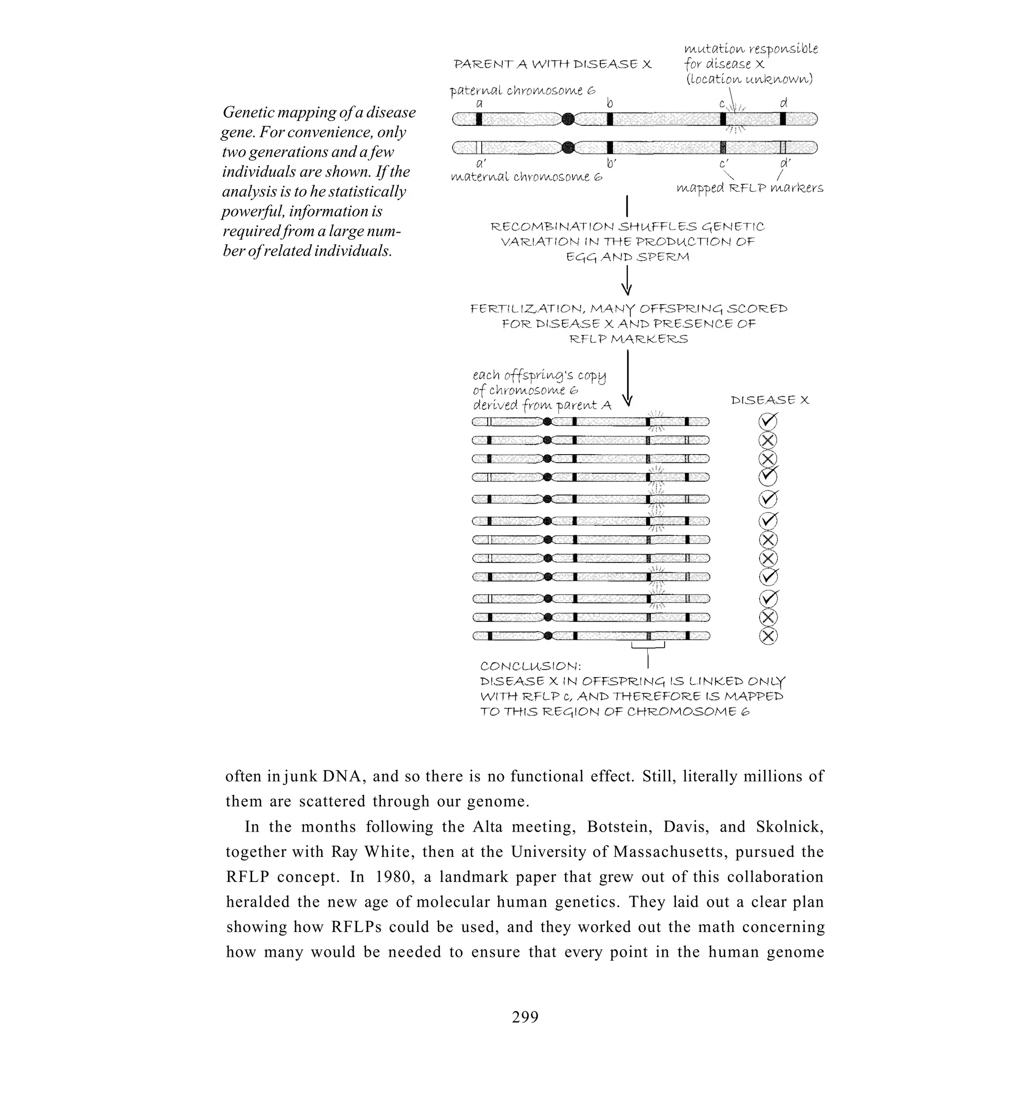 Genetic mapping of a disease
gene. For convenience, only
two generations and a few
individuals are shown. If the
analysis is to he statistically
powerful, information is
required from a large num-
ber of related individuals.




often in junk DNA, and so there is no functional effect. Still, literally millions of
them are scattered through our genome.
  In the months following the Alta meeting, Botstein, Davis, and Skolnick,
together with Ray White, then at the University of Massachusetts, pursued the
RFLP concept. In 1980, a landmark paper that grew out of this collaboration
heralded the new age of molecular human genetics. They laid out a clear plan
showing how RFLPs could be used, and they worked out the math concerning
how many would be needed to ensure that every point in the human genome


                                        299
 