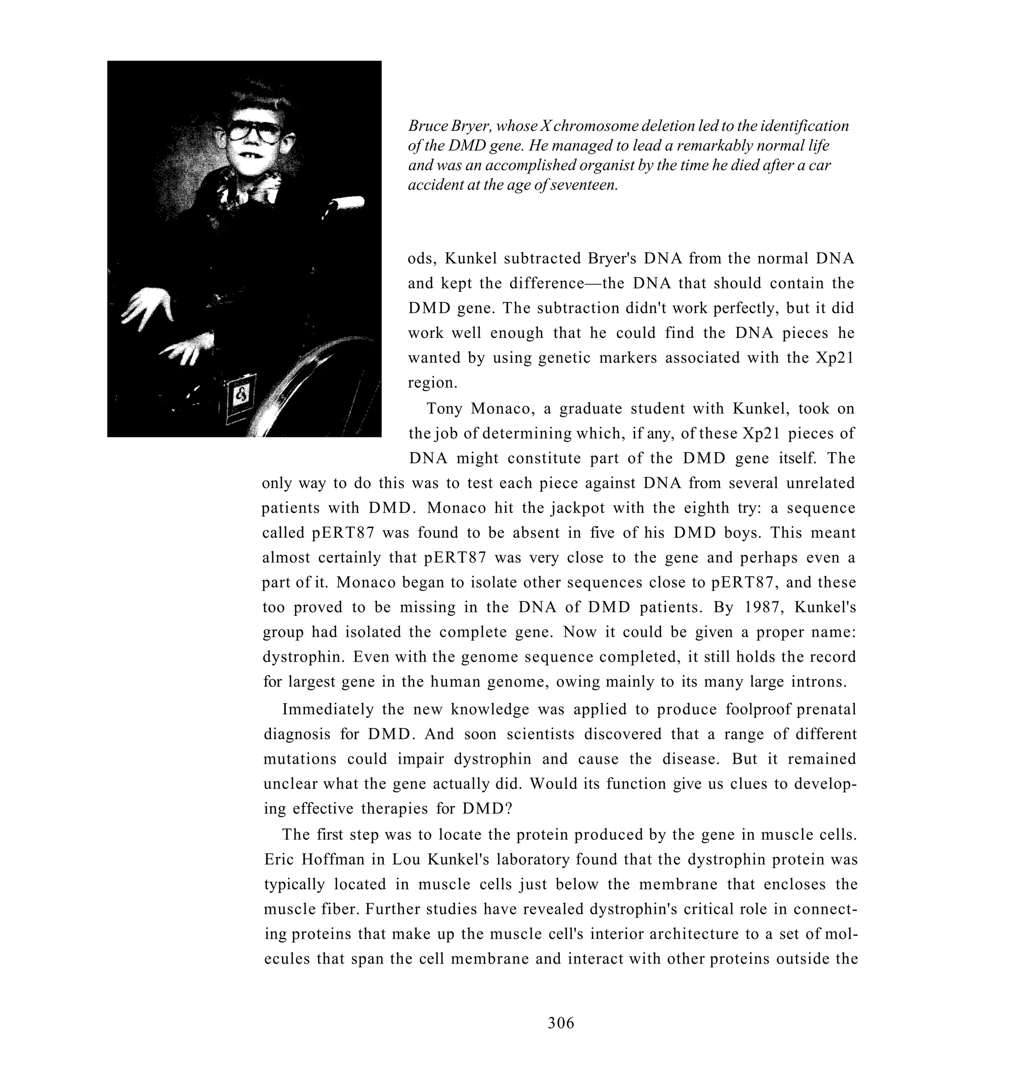 Bruce Bryer, whose X chromosome deletion led to the identification
                    of the DMD gene. He managed to lead a remarkably normal life
                    and was an accomplished organist by the time he died after a car
                    accident at the age of seventeen.



                    ods, Kunkel subtracted Bryer's DNA from the normal DNA
                    and kept the difference—the DNA that should contain the
                    D M D gene. The subtraction didn't work perfectly, but it did
                    work well enough that he could find the DNA pieces he
                    wanted by using genetic markers associated with the Xp21
                    region.
                       Tony Monaco, a graduate student with Kunkel, took on
                     the job of determining which, if any, of these Xp21 pieces of
                     DNA might constitute part of the D M D gene itself. The
only way to do this was to test each piece against DNA from several unrelated
patients with D M D . Monaco hit the jackpot with the eighth try: a sequence
called pERT87 was found to be absent in five of his D M D boys. This meant
almost certainly that pERT87 was very close to the gene and perhaps even a
part of it. Monaco began to isolate other sequences close to pERT87, and these
too proved to be missing in the DNA of D M D patients. By 1987, Kunkel's
group had isolated the complete gene. Now it could be given a proper name:
dystrophin. Even with the genome sequence completed, it still holds the record
for largest gene in the human genome, owing mainly to its many large introns.
   Immediately the new knowledge was applied to produce foolproof prenatal
diagnosis for D M D . And soon scientists discovered that a range of different
mutations could impair dystrophin and cause the disease. But it remained
unclear what the gene actually did. Would its function give us clues to develop-
ing effective therapies for DMD?
  The first step was to locate the protein produced by the gene in muscle cells.
Eric Hoffman in Lou Kunkel's laboratory found that the dystrophin protein was
typically located in muscle cells just below the membrane that encloses the
muscle fiber. Further studies have revealed dystrophin's critical role in connect-
ing proteins that make up the muscle cell's interior architecture to a set of mol-
ecules that span the cell membrane and interact with other proteins outside the


                                        306
 