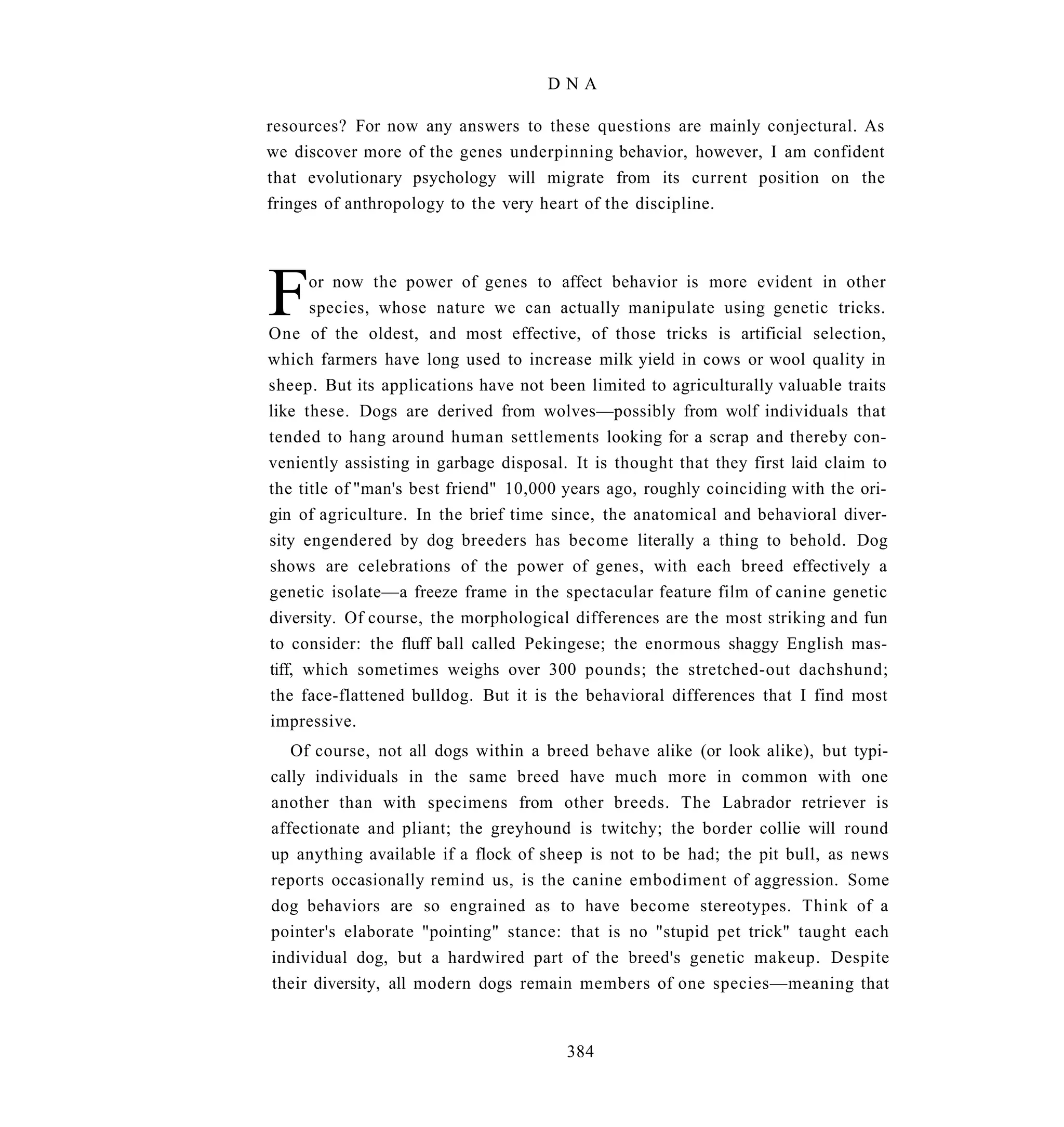 DNA

resources? For now any answers to these questions are mainly conjectural. As
we discover more of the genes underpinning behavior, however, I am confident
that evolutionary psychology will migrate from its current position on the
fringes of anthropology to the very heart of the discipline.




F     or now the power of genes to affect behavior is more evident in other
      species, whose nature we can actually manipulate using genetic tricks.
One of the oldest, and most effective, of those tricks is artificial selection,
which farmers have long used to increase milk yield in cows or wool quality in
sheep. But its applications have not been limited to agriculturally valuable traits
like these. Dogs are derived from wolves—possibly from wolf individuals that
tended to hang around human settlements looking for a scrap and thereby con-
veniently assisting in garbage disposal. It is thought that they first laid claim to
the title of "man's best friend" 10,000 years ago, roughly coinciding with the ori-
gin of agriculture. In the brief time since, the anatomical and behavioral diver-
sity engendered by dog breeders has become literally a thing to behold. Dog
shows are celebrations of the power of genes, with each breed effectively a
genetic isolate—a freeze frame in the spectacular feature film of canine genetic
diversity. Of course, the morphological differences are the most striking and fun
to consider: the fluff ball called Pekingese; the enormous shaggy English mas-
tiff, which sometimes weighs over 300 pounds; the stretched-out dachshund;
the face-flattened bulldog. But it is the behavioral differences that I find most
impressive.
   Of course, not all dogs within a breed behave alike (or look alike), but typi-
cally individuals in the same breed have much more in common with one
another than with specimens from other breeds. The Labrador retriever is
affectionate and pliant; the greyhound is twitchy; the border collie will round
up anything available if a flock of sheep is not to be had; the pit bull, as news
reports occasionally remind us, is the canine embodiment of aggression. Some
dog behaviors are so engrained as to have become stereotypes. Think of a
pointer's elaborate "pointing" stance: that is no "stupid pet trick" taught each
individual dog, but a hardwired part of the breed's genetic makeup. Despite
their diversity, all modern dogs remain members of one species—meaning that


                                        384
 