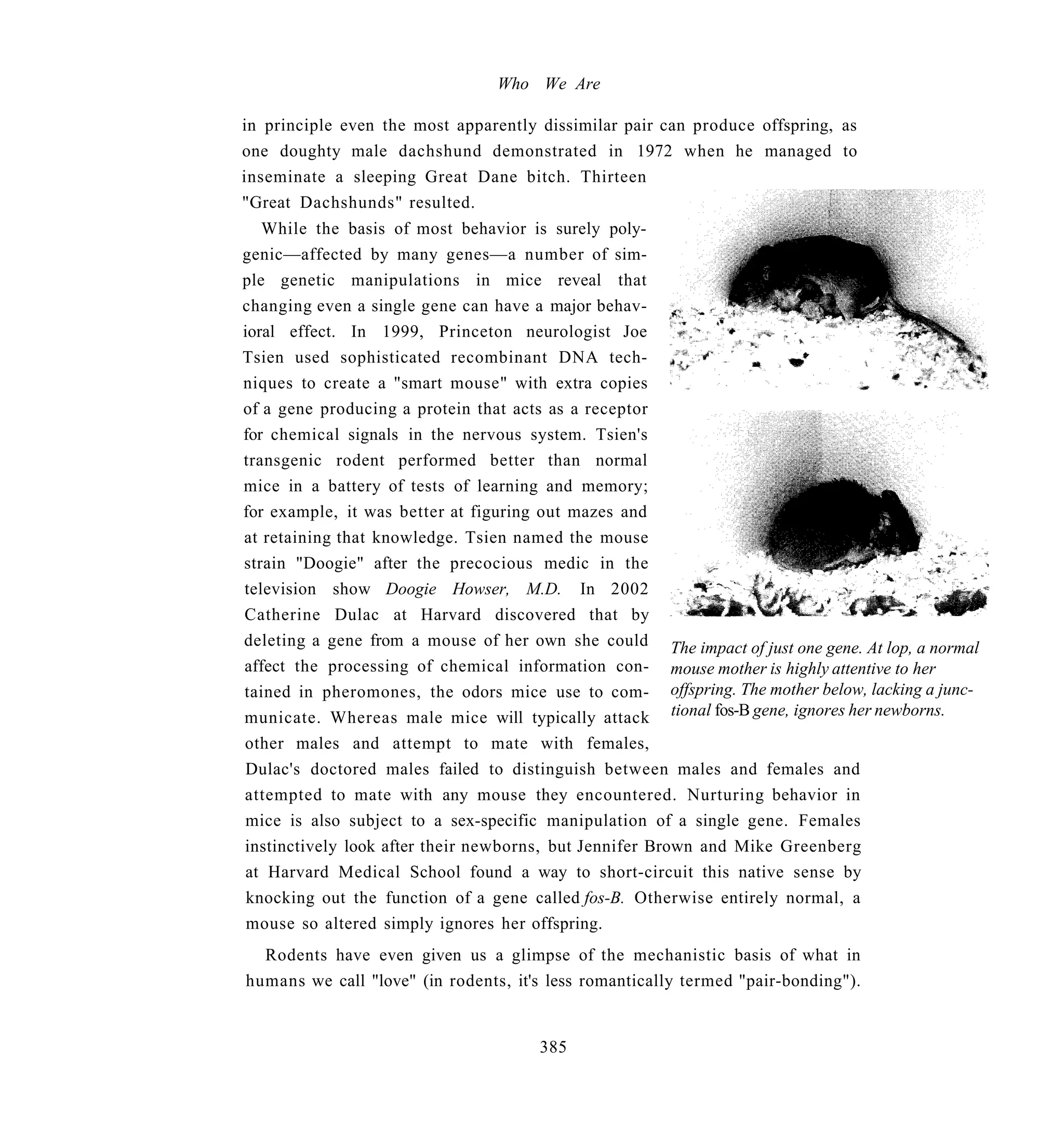 Who We Are

in principle even the most apparently dissimilar pair can produce offspring, as
one doughty male dachshund demonstrated in 1972 when he managed to
inseminate a sleeping Great Dane bitch. Thirteen
"Great Dachshunds" resulted.
   While the basis of most behavior is surely poly-
genic—affected by many genes—a number of sim-
ple genetic manipulations in mice reveal that
changing even a single gene can have a major behav-
ioral effect. In 1999, Princeton neurologist Joe
Tsien used sophisticated recombinant DNA tech-
niques to create a "smart mouse" with extra copies
of a gene producing a protein that acts as a receptor
for chemical signals in the nervous system. Tsien's
transgenic rodent performed better than normal
mice in a battery of tests of learning and memory;
for example, it was better at figuring out mazes and
at retaining that knowledge. Tsien named the mouse
strain "Doogie" after the precocious medic in the
television show Doogie Howser, M.D. In 2002
Catherine Dulac at Harvard discovered that by
deleting a gene from a mouse of her own she could The impact of just one gene. At lop, a normal
affect the processing of chemical information con- mouse mother is highly attentive to her
tained in pheromones, the odors mice use to com- offspring. The mother below, lacking a junc-
municate. Whereas male mice will typically attack tional fos-B gene, ignores her newborns.
other males and attempt to mate with females,
 Dulac's doctored males failed to distinguish between males and females and
attempted to mate with any mouse they encountered. Nurturing behavior in
 mice is also subject to a sex-specific manipulation of a single gene. Females
instinctively look after their newborns, but Jennifer Brown and Mike Greenberg
 at Harvard Medical School found a way to short-circuit this native sense by
 knocking out the function of a gene called fos-B. Otherwise entirely normal, a
 mouse so altered simply ignores her offspring.
  Rodents have even given us a glimpse of the mechanistic basis of what in
humans we call "love" (in rodents, it's less romantically termed "pair-bonding").


                                      385
 