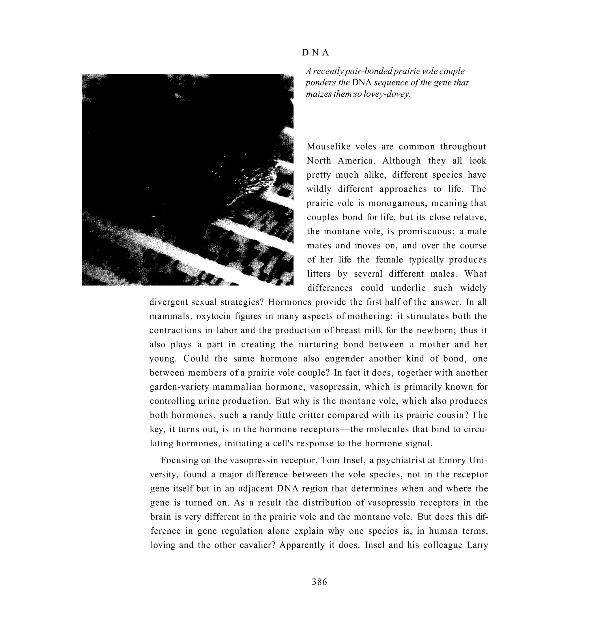 DNA
                                       A recently pair-bonded prairie vole couple
                                       ponders the DNA sequence of the gene that
                                       maizes them so lovey-dovey.




                                       Mouselike voles are common throughout
                                       North America. Although they all look
                                       pretty much alike, different species have
                                       wildly different approaches to life. The
                                       prairie vole is monogamous, meaning that
                                       couples bond for life, but its close relative,
                                       the montane vole, is promiscuous: a male
                                       mates and moves on, and over the course
                                       of her life the female typically produces
                                       litters by several different males. What
                                        differences could underlie such widely
divergent sexual strategies? Hormones provide the first half of the answer. In all
mammals, oxytocin figures in many aspects of mothering: it stimulates both the
contractions in labor and the production of breast milk for the newborn; thus it
also plays a part in creating the nurturing bond between a mother and her
young. Could the same hormone also engender another kind of bond, one
between members of a prairie vole couple? In fact it does, together with another
garden-variety mammalian hormone, vasopressin, which is primarily known for
controlling urine production. But why is the montane vole, which also produces
both hormones, such a randy little critter compared with its prairie cousin? The
key, it turns out, is in the hormone receptors—the molecules that bind to circu-
lating hormones, initiating a cell's response to the hormone signal.
   Focusing on the vasopressin receptor, Tom Insel, a psychiatrist at Emory Uni-
versity, found a major difference between the vole species, not in the receptor
gene itself but in an adjacent DNA region that determines when and where the
gene is turned on. As a result the distribution of vasopressin receptors in the
brain is very different in the prairie vole and the montane vole. But does this dif-
ference in gene regulation alone explain why one species is, in human terms,
loving and the other cavalier? Apparently it does. Insel and his colleague Larry


                                        386
 