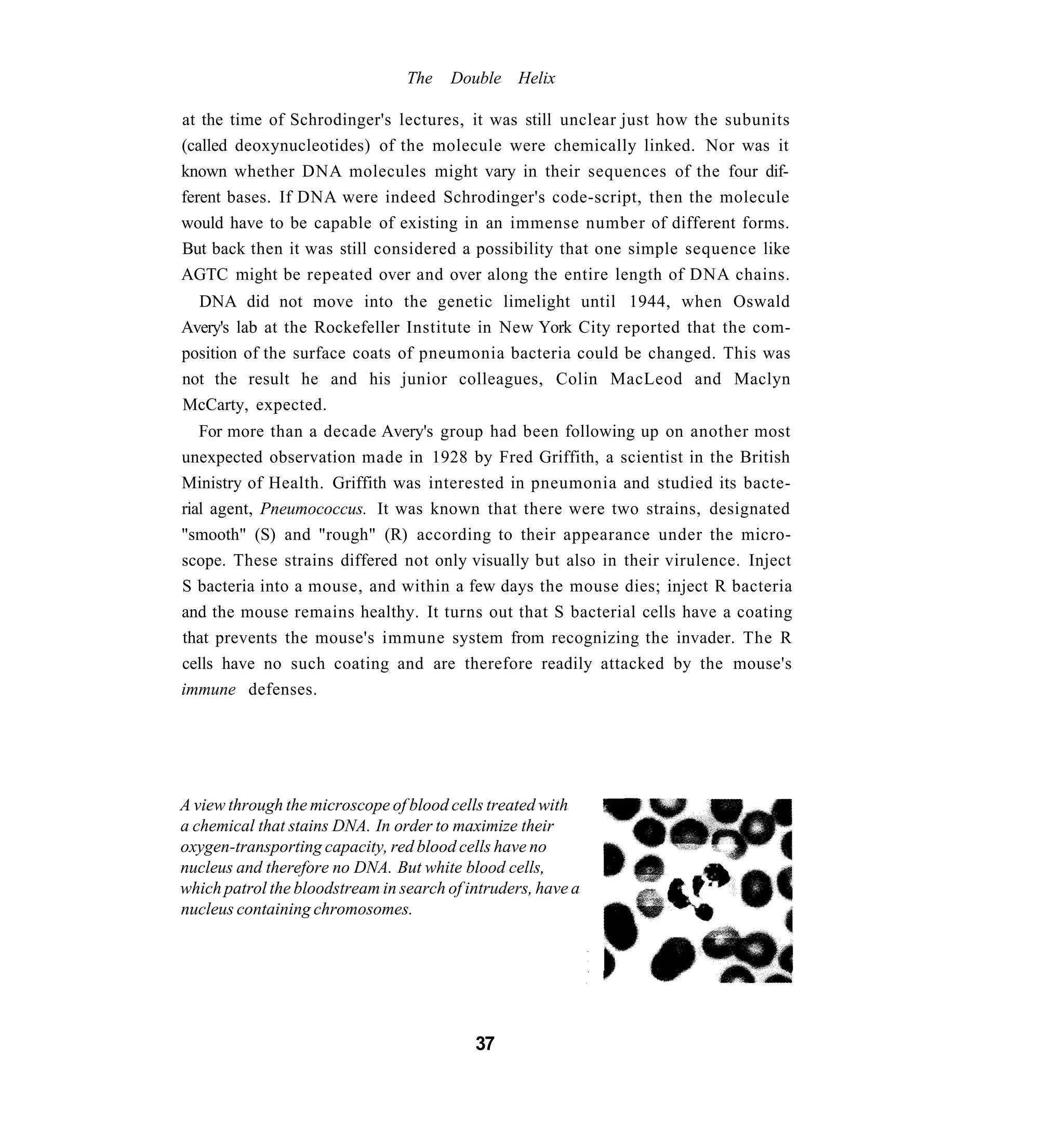 The   Double Helix

at the time of Schrodinger's lectures, it was still unclear just how the subunits
(called deoxynucleotides) of the molecule were chemically linked. Nor was it
known whether DNA molecules might vary in their sequences of the four dif-
ferent bases. If DNA were indeed Schrodinger's code-script, then the molecule
would have to be capable of existing in an immense number of different forms.
But back then it was still considered a possibility that one simple sequence like
AGTC might be repeated over and over along the entire length of DNA chains.
  DNA did not move into the genetic limelight until 1944, when Oswald
Avery's lab at the Rockefeller Institute in New York City reported that the com-
position of the surface coats of pneumonia bacteria could be changed. This was
not the result he and his junior colleagues, Colin MacLeod and Maclyn
McCarty, expected.
   For more than a decade Avery's group had been following up on another most
unexpected observation made in 1928 by Fred Griffith, a scientist in the British
Ministry of Health. Griffith was interested in pneumonia and studied its bacte-
rial agent, Pneumococcus. It was known that there were two strains, designated
"smooth" (S) and "rough" (R) according to their appearance under the micro-
scope. These strains differed not only visually but also in their virulence. Inject
S bacteria into a mouse, and within a few days the mouse dies; inject R bacteria
and the mouse remains healthy. It turns out that S bacterial cells have a coating
that prevents the mouse's immune system from recognizing the invader. The R
cells have no such coating and are therefore readily attacked by the mouse's
immune defenses.




A view through the microscope of blood cells treated with
a chemical that stains DNA. In order to maximize their
oxygen-transporting capacity, red blood cells have no
nucleus and therefore no DNA. But white blood cells,
which patrol the bloodstream in search of intruders, have a
nucleus containing chromosomes.




                                           37
 