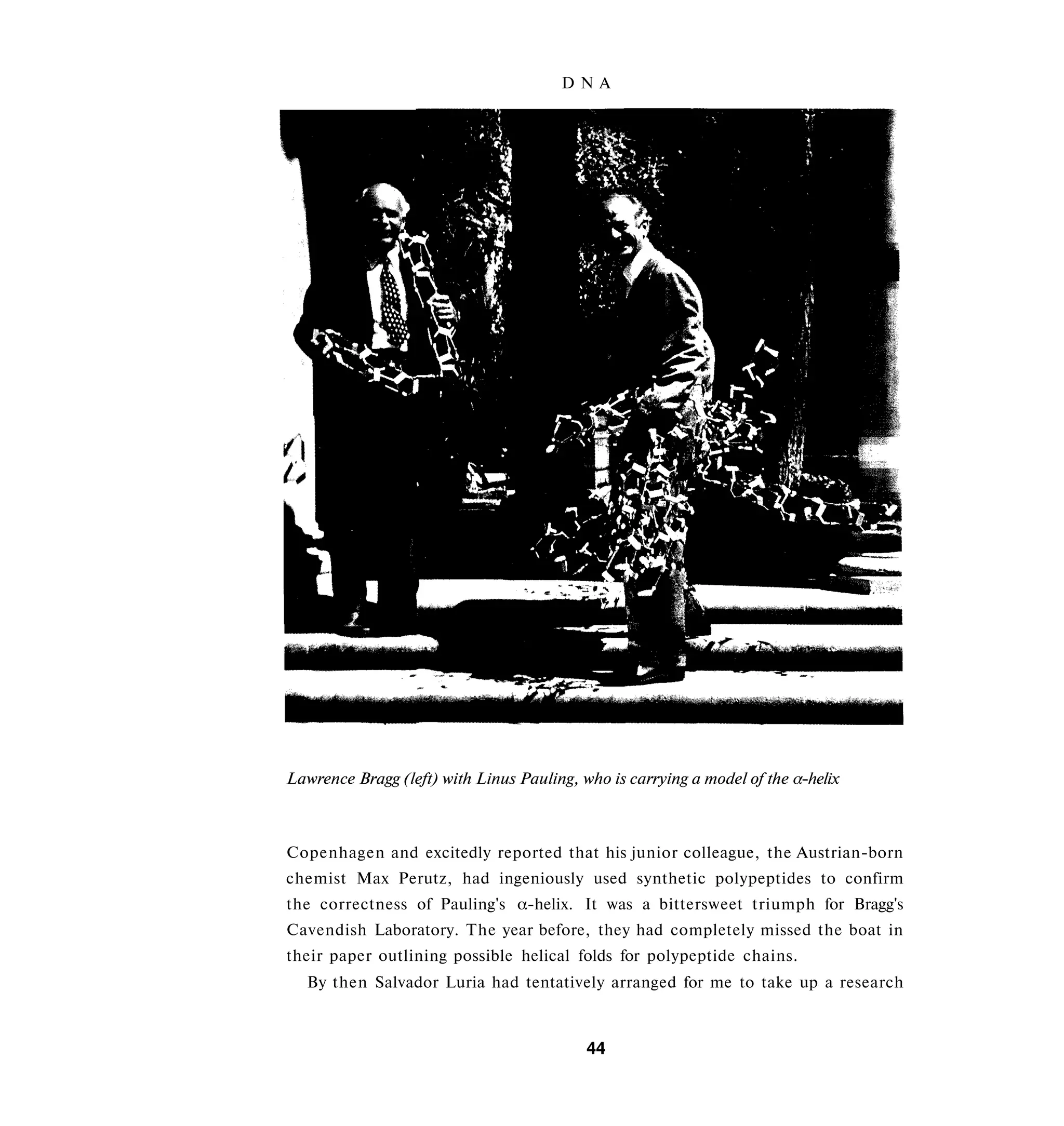 DNA




Lawrence Bragg (left) with Linus Pauling, who is carrying a model of the α-helix



Copenhagen and excitedly reported that his junior colleague, the Austrian-born
chemist Max Perutz, had ingeniously used synthetic polypeptides to confirm
the correctness of Pauling's α-helix. It was a bittersweet triumph for Bragg's
Cavendish Laboratory. The year before, they had completely missed the boat in
their paper outlining possible helical folds for polypeptide chains.
   By then Salvador Luria had tentatively arranged for me to take up a research



                                           44
 