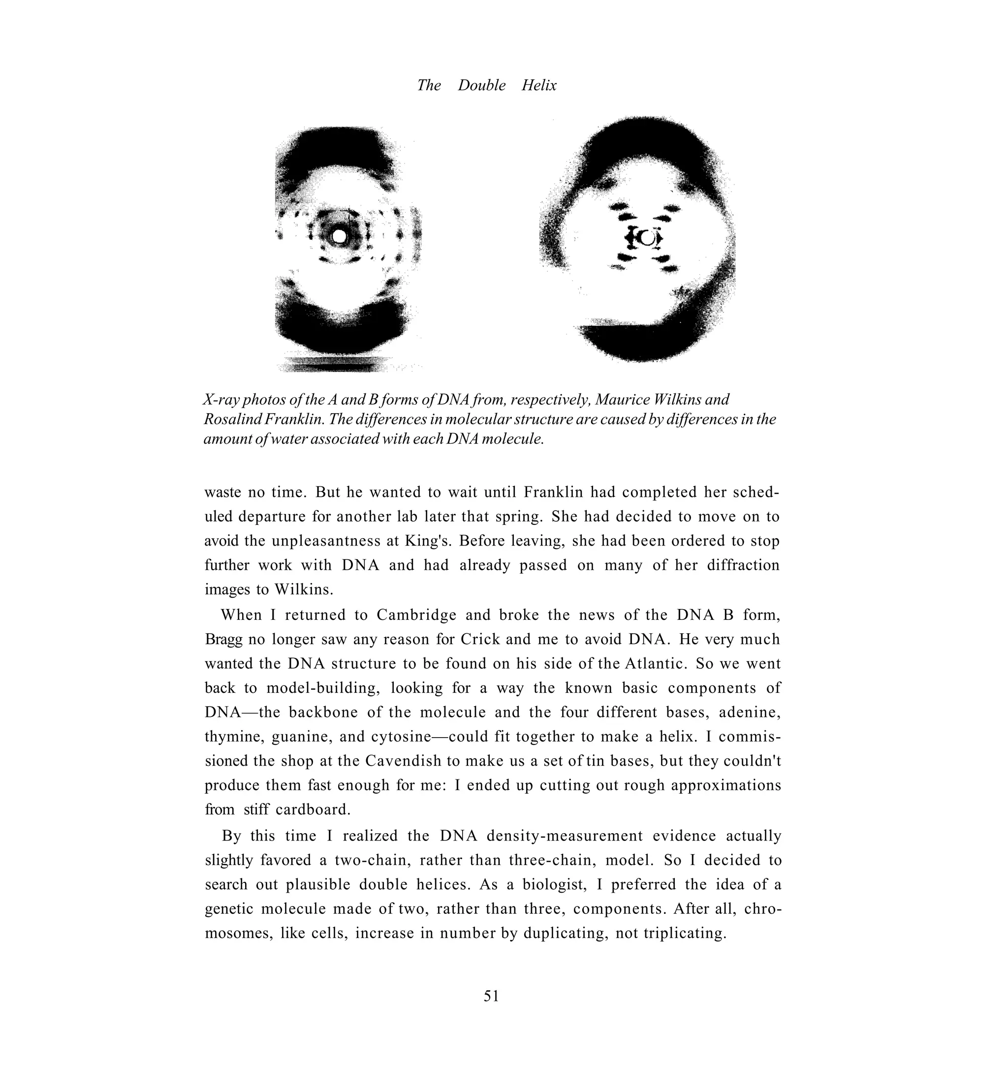 The    Double Helix




X-ray photos of the A and B forms of DNA from, respectively, Maurice Wilkins and
Rosalind Franklin. The differences in molecular structure are caused by differences in the
amount of water associated with each DNA molecule.


waste no time. But he wanted to wait until Franklin had completed her sched-
uled departure for another lab later that spring. She had decided to move on to
avoid the unpleasantness at King's. Before leaving, she had been ordered to stop
further work with DNA and had already passed on many of her diffraction
images to Wilkins.
   When I returned to Cambridge and broke the news of the DNA B form,
Bragg no longer saw any reason for Crick and me to avoid DNA. He very much
wanted the DNA structure to be found on his side of the Atlantic. So we went
back to model-building, looking for a way the known basic components of
DNA—the backbone of the molecule and the four different bases, adenine,
thymine, guanine, and cytosine—could fit together to make a helix. I commis-
sioned the shop at the Cavendish to make us a set of tin bases, but they couldn't
produce them fast enough for me: I ended up cutting out rough approximations
from stiff cardboard.
   By this time I realized the DNA density-measurement evidence actually
slightly favored a two-chain, rather than three-chain, model. So I decided to
search out plausible double helices. As a biologist, I preferred the idea of a
genetic molecule made of two, rather than three, components. After all, chro-
mosomes, like cells, increase in number by duplicating, not triplicating.


                                            51
 