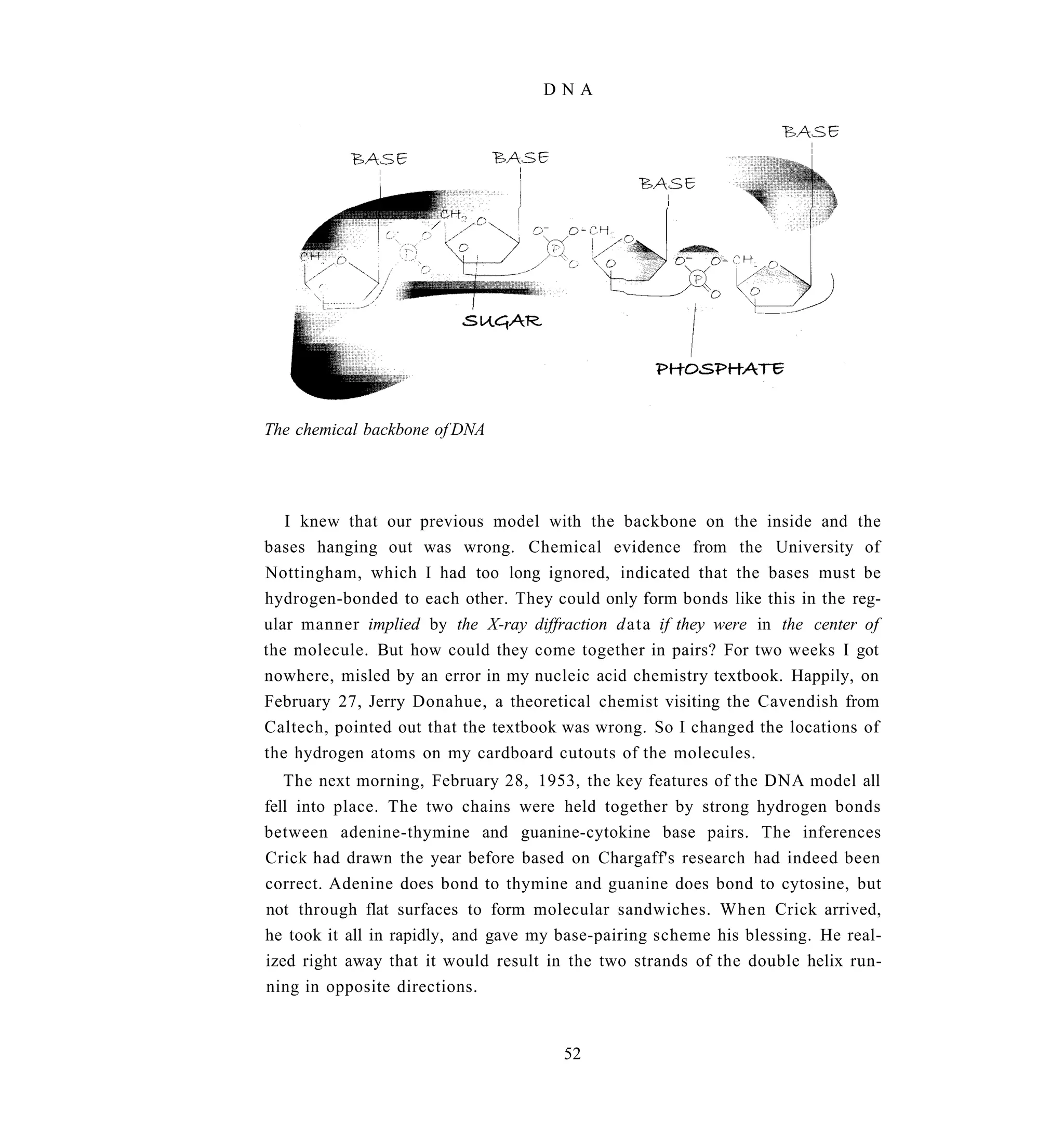 DNA




The chemical backbone of DNA




   I knew that our previous model with the backbone on the inside and the
bases hanging out was wrong. Chemical evidence from the University of
Nottingham, which I had too long ignored, indicated that the bases must be
hydrogen-bonded to each other. They could only form bonds like this in the reg-
ular manner implied by the X-ray diffraction d a t a if they were in the center of
the molecule. But how could they come together in pairs? For two weeks I got
nowhere, misled by an error in my nucleic acid chemistry textbook. Happily, on
February 27, Jerry Donahue, a theoretical chemist visiting the Cavendish from
Caltech, pointed out that the textbook was wrong. So I changed the locations of
the hydrogen atoms on my cardboard cutouts of the molecules.
   The next morning, February 28, 1953, the key features of the DNA model all
fell into place. The two chains were held together by strong hydrogen bonds
between adenine-thymine and guanine-cytokine base pairs. The inferences
Crick had drawn the year before based on Chargaff's research had indeed been
correct. Adenine does bond to thymine and guanine does bond to cytosine, but
not through flat surfaces to form molecular sandwiches. When Crick arrived,
he took it all in rapidly, and gave my base-pairing scheme his blessing. He real-
ized right away that it would result in the two strands of the double helix run-
ning in opposite directions.


                                       52
 