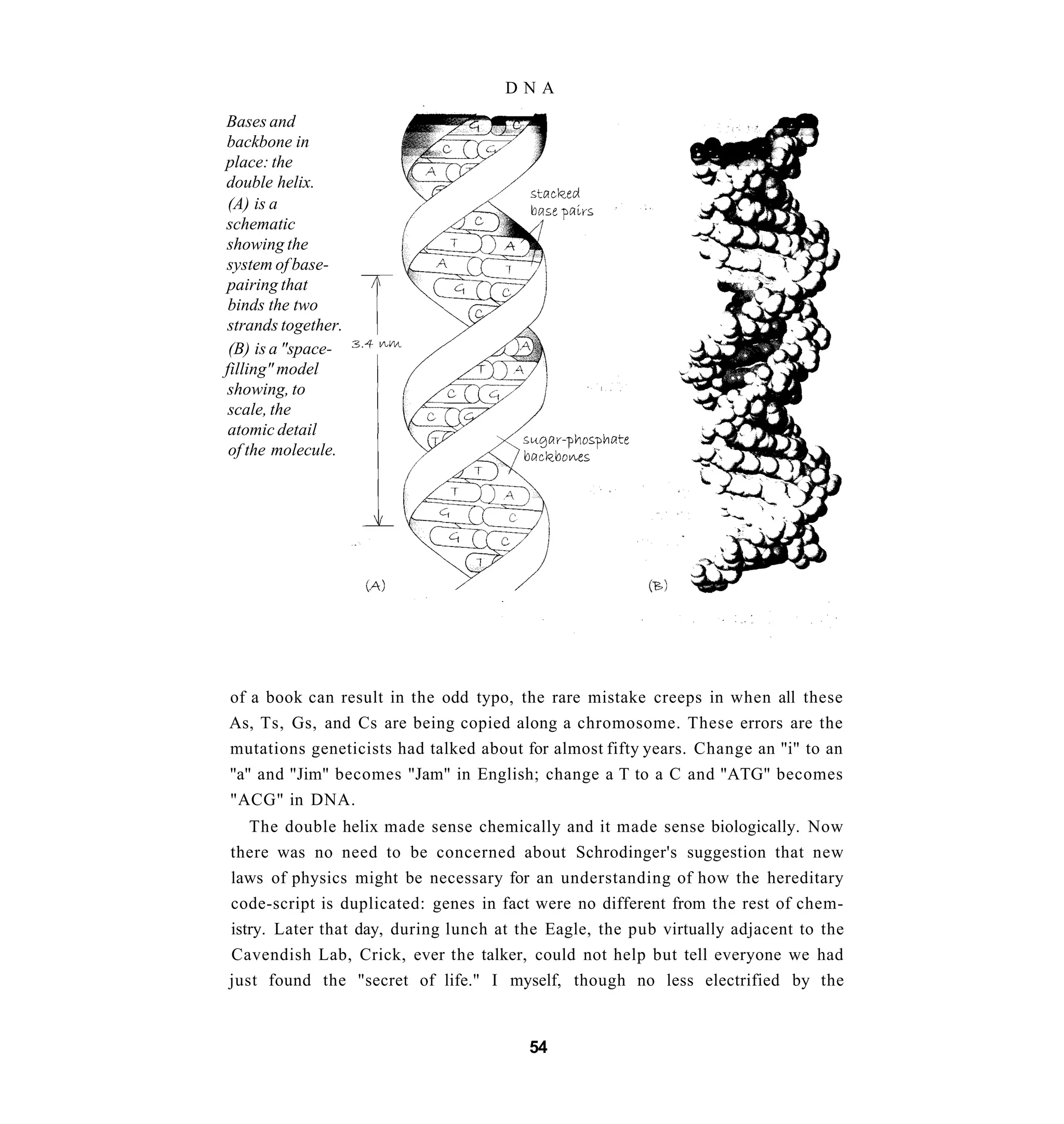 DNA
Bases and
backbone in
place: the
double helix.
 (A) is a
schematic
showing the
system of base-
pairing that
 binds the two
strands together.
 (B) is a "space-
filling" model
showing, to
 scale, the
 atomic detail
 of the molecule.




of a book can result in the odd typo, the rare mistake creeps in when all these
As, Ts, Gs, and Cs are being copied along a chromosome. These errors are the
mutations geneticists had talked about for almost fifty years. Change an "i" to an
"a" and "Jim" becomes "Jam" in English; change a T to a C and "ATG" becomes
"ACG" in DNA.
   The double helix made sense chemically and it made sense biologically. Now
there was no need to be concerned about Schrodinger's suggestion that new
laws of physics might be necessary for an understanding of how the hereditary
code-script is duplicated: genes in fact were no different from the rest of chem-
istry. Later that day, during lunch at the Eagle, the pub virtually adjacent to the
Cavendish Lab, Crick, ever the talker, could not help but tell everyone we had
just found the "secret of life." I myself, though no less electrified by the


                                        54
 