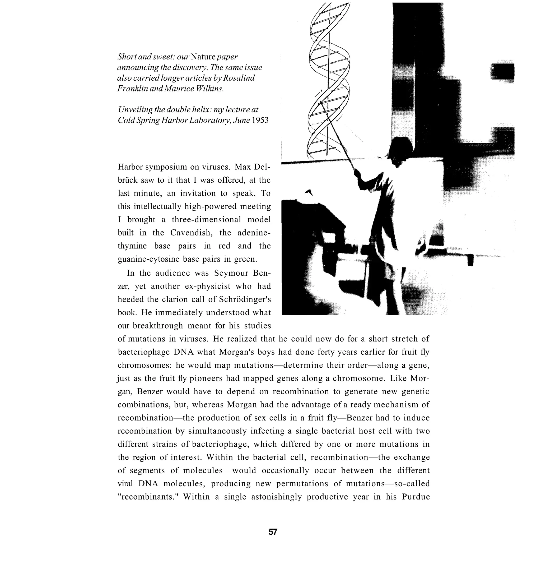 Short and sweet: our Nature paper
announcing the discovery. The same issue
also carried longer articles by Rosalind
Franklin and Maurice Wilkins.

Unveiling the double helix: my lecture at
Cold Spring Harbor Laboratory, June 1953




Harbor symposium on viruses. Max Del-
brück saw to it that I was offered, at the
last minute, an invitation to speak. To
this intellectually high-powered meeting
I brought a three-dimensional model
built in the Cavendish, the adenine-
thymine base pairs in red and the
guanine-cytosine base pairs in green.
   In the audience was Seymour Ben-
zer, yet another ex-physicist who had
heeded the clarion call of Schrödinger's
book. He immediately understood what
our breakthrough meant for his studies
of mutations in viruses. He realized that he could now do for a short stretch of
bacteriophage DNA what Morgan's boys had done forty years earlier for fruit fly
chromosomes: he would map mutations—determine their order—along a gene,
just as the fruit fly pioneers had mapped genes along a chromosome. Like Mor-
gan, Benzer would have to depend on recombination to generate new genetic
combinations, but, whereas Morgan had the advantage of a ready mechanism of
recombination—the production of sex cells in a fruit fly—Benzer had to induce
recombination by simultaneously infecting a single bacterial host cell with two
different strains of bacteriophage, which differed by one or more mutations in
the region of interest. Within the bacterial cell, recombination—the exchange
of segments of molecules—would occasionally occur between the different
viral DNA molecules, producing new permutations of mutations—so-called
"recombinants." Within a single astonishingly productive year in his Purdue



                                           57
 