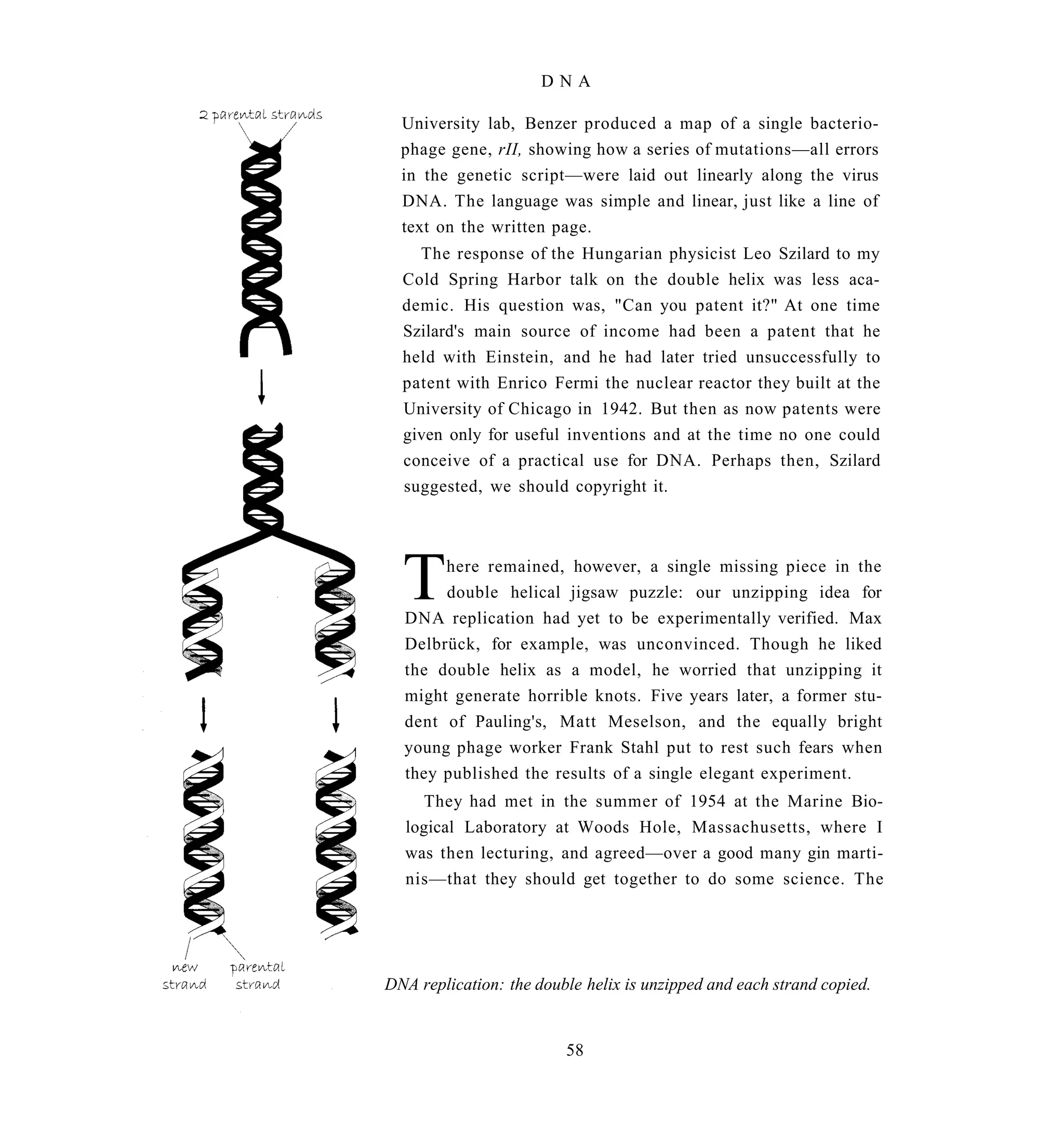 DNA

  University lab, Benzer produced a map of a single bacterio-
  phage gene, rII, showing how a series of mutations—all errors
  in the genetic script—were laid out linearly along the virus
  DNA. The language was simple and linear, just like a line of
  text on the written page.
    The response of the Hungarian physicist Leo Szilard to my
  Cold Spring Harbor talk on the double helix was less aca-
  demic. His question was, "Can you patent it?" At one time
  Szilard's main source of income had been a patent that he
  held with Einstein, and he had later tried unsuccessfully to
  patent with Enrico Fermi the nuclear reactor they built at the
  University of Chicago in 1942. But then as now patents were
  given only for useful inventions and at the time no one could
  conceive of a practical use for DNA. Perhaps then, Szilard
  suggested, we should copyright it.




  T    here remained, however, a single missing piece in the
       double helical jigsaw puzzle: our unzipping idea for
  DNA replication had yet to be experimentally verified. Max
  Delbrück, for example, was unconvinced. Though he liked
  the double helix as a model, he worried that unzipping it
  might generate horrible knots. Five years later, a former stu-
  dent of Pauling's, Matt Meselson, and the equally bright
  young phage worker Frank Stahl put to rest such fears when
  they published the results of a single elegant experiment.
     They had met in the summer of 1954 at the Marine Bio-
  logical Laboratory at Woods Hole, Massachusetts, where I
  was then lecturing, and agreed—over a good many gin marti-
  nis—that they should get together to do some science. The




DNA replication: the double helix is unzipped and each strand copied.


                         58
 