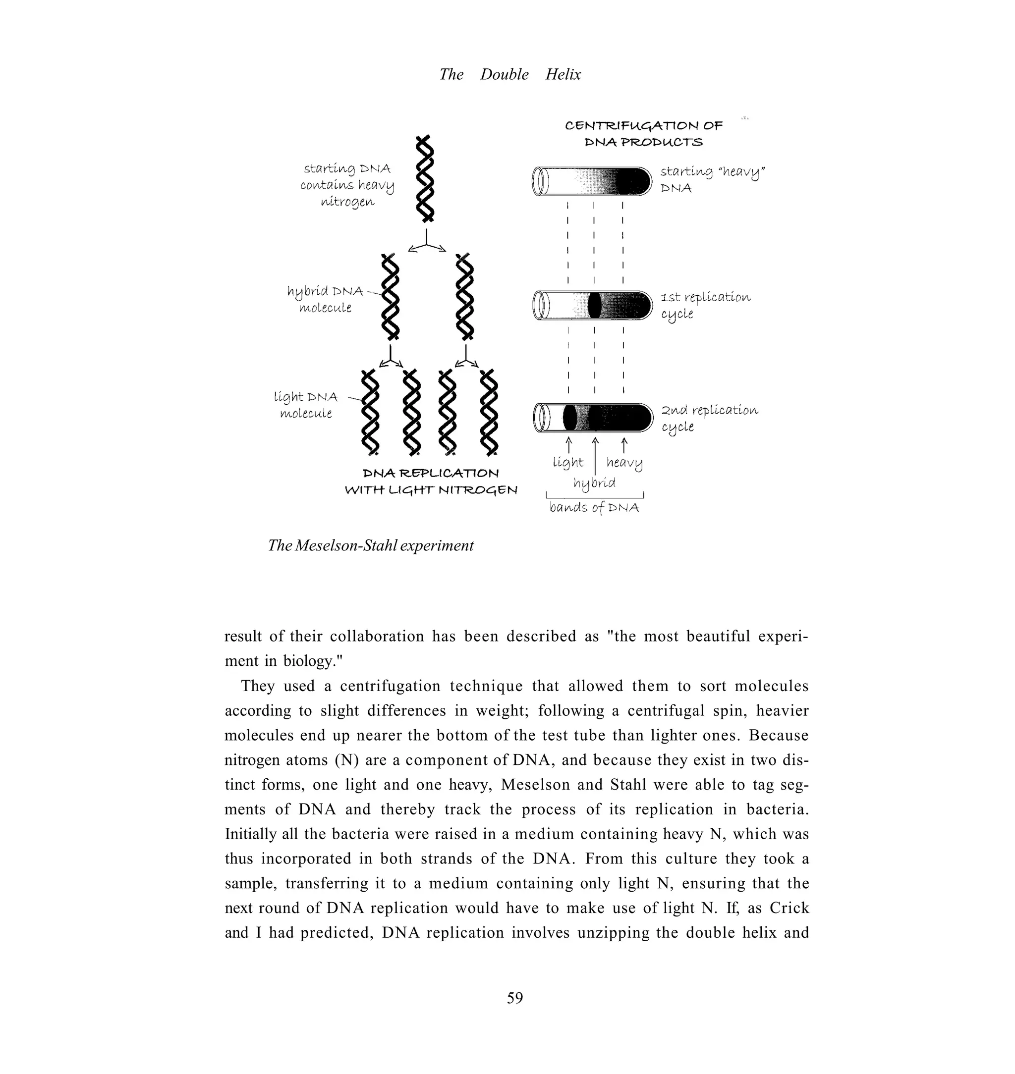The     Double   Helix




     The Meselson-Stahl experiment




result of their collaboration has been described as "the most beautiful experi-
ment in biology."
   They used a centrifugation technique that allowed them to sort molecules
according to slight differences in weight; following a centrifugal spin, heavier
molecules end up nearer the bottom of the test tube than lighter ones. Because
nitrogen atoms (N) are a component of DNA, and because they exist in two dis-
tinct forms, one light and one heavy, Meselson and Stahl were able to tag seg-
ments of DNA and thereby track the process of its replication in bacteria.
Initially all the bacteria were raised in a medium containing heavy N, which was
thus incorporated in both strands of the DNA. From this culture they took a
sample, transferring it to a medium containing only light N, ensuring that the
next round of DNA replication would have to make use of light N. If, as Crick
and I had predicted, DNA replication involves unzipping the double helix and


                                        59
 