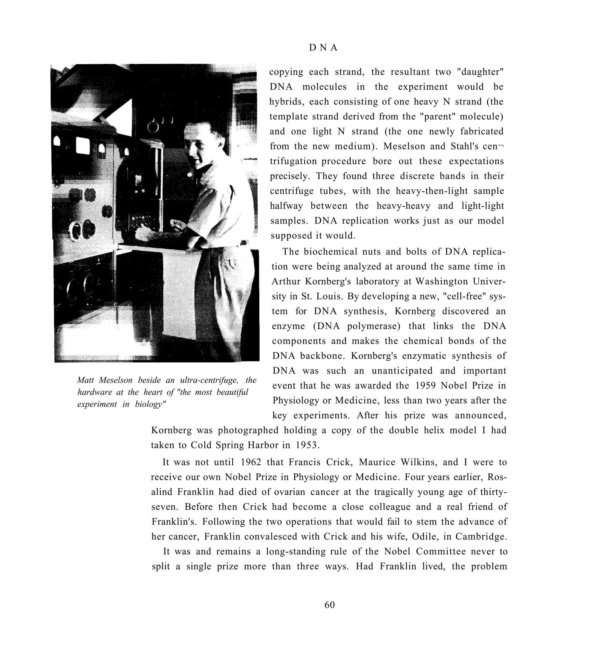 DNA

                                             copying each strand, the resultant two "daughter"
                                             DNA molecules in the experiment would be
                                             hybrids, each consisting of one heavy N strand (the
                                             template strand derived from the "parent" molecule)
                                             and one light N strand (the one newly fabricated
                                             from the new medium). Meselson and Stahl's cen¬
                                             trifugation procedure bore out these expectations
                                             precisely. They found three discrete bands in their
                                             centrifuge tubes, with the heavy-then-light sample
                                             halfway between the heavy-heavy and light-light
                                             samples. DNA replication works just as our model
                                             supposed it would.
                                                 The biochemical nuts and bolts of DNA replica-
                                              tion were being analyzed at around the same time in
                                              Arthur Kornberg's laboratory at Washington Univer-
                                              sity in St. Louis. By developing a new, "cell-free" sys-
                                              tem for DNA synthesis, Kornberg discovered an
                                              enzyme (DNA polymerase) that links the DNA
                                              components and makes the chemical bonds of the
                                              DNA backbone. Kornberg's enzymatic synthesis of
                                              DNA was such an unanticipated and important
Matt Meselson beside an ultra-centrifuge, the
                                              event that he was awarded the 1959 Nobel Prize in
hardware at the heart of "the most beautiful
experiment in biology"                        Physiology or Medicine, less than two years after the
                                              key experiments. After his prize was announced,
                   Kornberg was photographed holding a copy of the double helix model I had
                  taken to Cold Spring Harbor in 1953.
                    It was not until 1962 that Francis Crick, Maurice Wilkins, and I were to
                 receive our own Nobel Prize in Physiology or Medicine. Four years earlier, Ros-
                 alind Franklin had died of ovarian cancer at the tragically young age of thirty-
                 seven. Before then Crick had become a close colleague and a real friend of
                 Franklin's. Following the two operations that would fail to stem the advance of
                 her cancer, Franklin convalesced with Crick and his wife, Odile, in Cambridge.
                    It was and remains a long-standing rule of the Nobel Committee never to
                 split a single prize more than three ways. Had Franklin lived, the problem


                                                          60
 