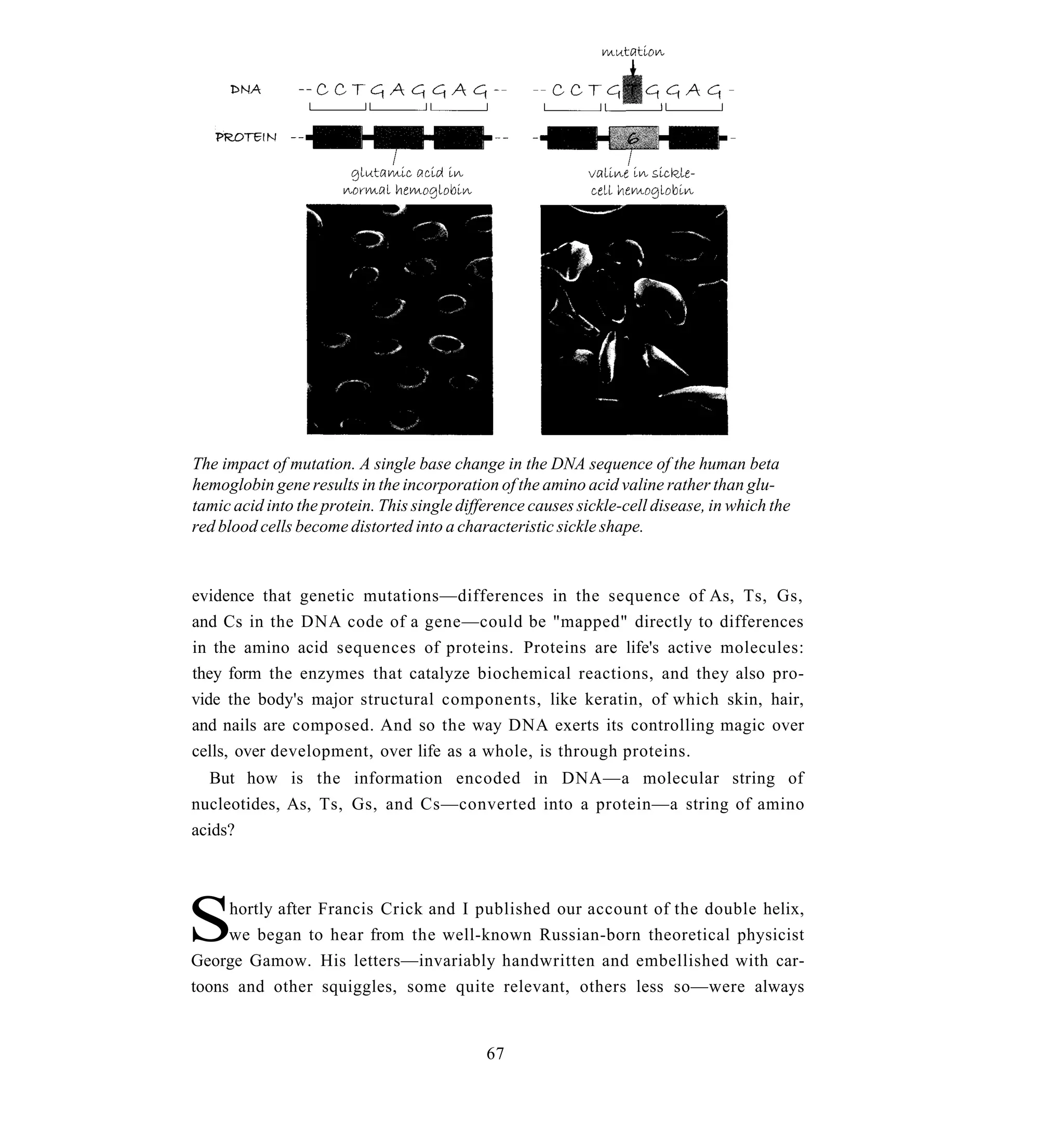 The impact of mutation. A single base change in the DNA sequence of the human beta
hemoglobin gene results in the incorporation of the amino acid valine rather than glu-
tamic acid into the protein. This single difference causes sickle-cell disease, in which the
red blood cells become distorted into a characteristic sickle shape.


evidence that genetic mutations—differences in the sequence of As, Ts, Gs,
and Cs in the DNA code of a gene—could be "mapped" directly to differences
in the amino acid sequences of proteins. Proteins are life's active molecules:
they form the enzymes that catalyze biochemical reactions, and they also pro-
vide the body's major structural components, like keratin, of which skin, hair,
and nails are composed. And so the way DNA exerts its controlling magic over
cells, over development, over life as a whole, is through proteins.
   But how is the information encoded in DNA—a molecular string of
nucleotides, As, Ts, Gs, and Cs—converted into a protein—a string of amino
acids?




S    hortly after Francis Crick and I published our account of the double helix,
     we began to hear from the well-known Russian-born theoretical physicist
George Gamow. His letters—invariably handwritten and embellished with car-
toons and other squiggles, some quite relevant, others less so—were always


                                             67
 