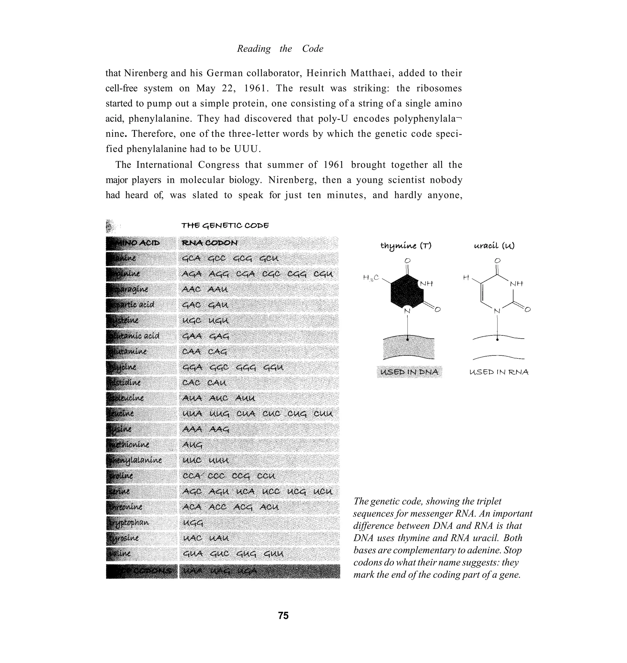 Reading the Code

that Nirenberg and his German collaborator, Heinrich Matthaei, added to their
cell-free system on May 22, 1961. The result was striking: the ribosomes
started to pump out a simple protein, one consisting of a string of a single amino
acid, phenylalanine. They had discovered that poly-U encodes polyphenylala¬
nine. Therefore, one of the three-letter words by which the genetic code speci-
fied phenylalanine had to be UUU.
  The International Congress that summer of 1961 brought together all the
major players in molecular biology. Nirenberg, then a young scientist nobody
had heard of, was slated to speak for just ten minutes, and hardly anyone,




                                                        The genetic code, showing the triplet
                                                        sequences for messenger RNA. An important
                                                        difference between DNA and RNA is that
                                                        DNA uses thymine and RNA uracil. Both
                                                        bases are complementary to adenine. Stop
                                                        codons do what their name suggests: they
                                                        mark the end of the coding part of a gene.



                                       75
 