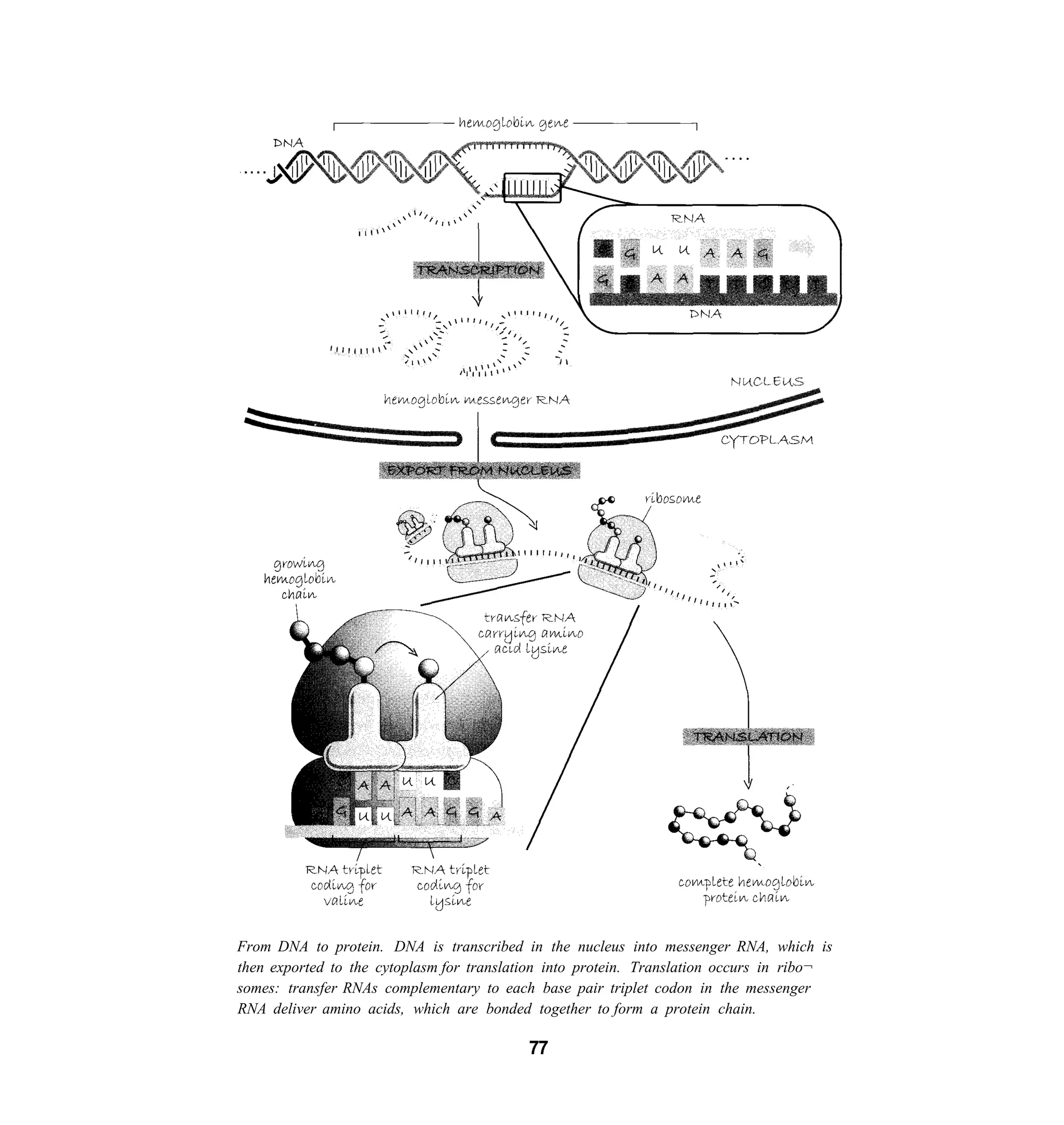 From DNA to protein. DNA is transcribed in the nucleus into messenger RNA, which is
then exported to the cytoplasm for translation into protein. Translation occurs in ribo¬
somes: transfer RNAs complementary to each base pair triplet codon in the messenger
RNA deliver amino acids, which are bonded together to form a protein chain.

                                           77
 