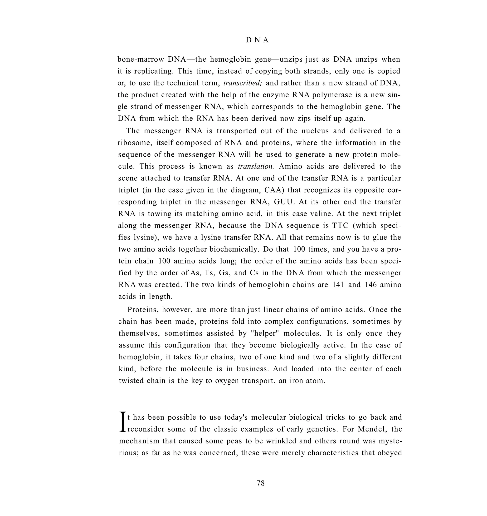 DNA

bone-marrow DNA—the hemoglobin gene—unzips just as DNA unzips when
it is replicating. This time, instead of copying both strands, only one is copied
or, to use the technical term, transcribed; and rather than a new strand of DNA,
the product created with the help of the enzyme RNA polymerase is a new sin-
gle strand of messenger RNA, which corresponds to the hemoglobin gene. The
DNA from which the RNA has been derived now zips itself up again.
   The messenger RNA is transported out of the nucleus and delivered to a
ribosome, itself composed of RNA and proteins, where the information in the
sequence of the messenger RNA will be used to generate a new protein mole-
cule. This process is known as translation. Amino acids are delivered to the
scene attached to transfer RNA. At one end of the transfer RNA is a particular
triplet (in the case given in the diagram, CAA) that recognizes its opposite cor-
responding triplet in the messenger RNA, GUU. At its other end the transfer
RNA is towing its matching amino acid, in this case valine. At the next triplet
along the messenger RNA, because the DNA sequence is TTC (which speci-
fies lysine), we have a lysine transfer RNA. All that remains now is to glue the
two amino acids together biochemically. Do that 100 times, and you have a pro-
tein chain 100 amino acids long; the order of the amino acids has been speci-
fied by the order of As, Ts, Gs, and Cs in the DNA from which the messenger
RNA was created. The two kinds of hemoglobin chains are 141 and 146 amino
acids in length.
   Proteins, however, are more than just linear chains of amino acids. Once the
chain has been made, proteins fold into complex configurations, sometimes by
themselves, sometimes assisted by "helper" molecules. It is only once they
assume this configuration that they become biologically active. In the case of
hemoglobin, it takes four chains, two of one kind and two of a slightly different
kind, before the molecule is in business. And loaded into the center of each
twisted chain is the key to oxygen transport, an iron atom.




I  t has been possible to use today's molecular biological tricks to go back and
   reconsider some of the classic examples of early genetics. For Mendel, the
mechanism that caused some peas to be wrinkled and others round was myste-
rious; as far as he was concerned, these were merely characteristics that obeyed


                                       78
 