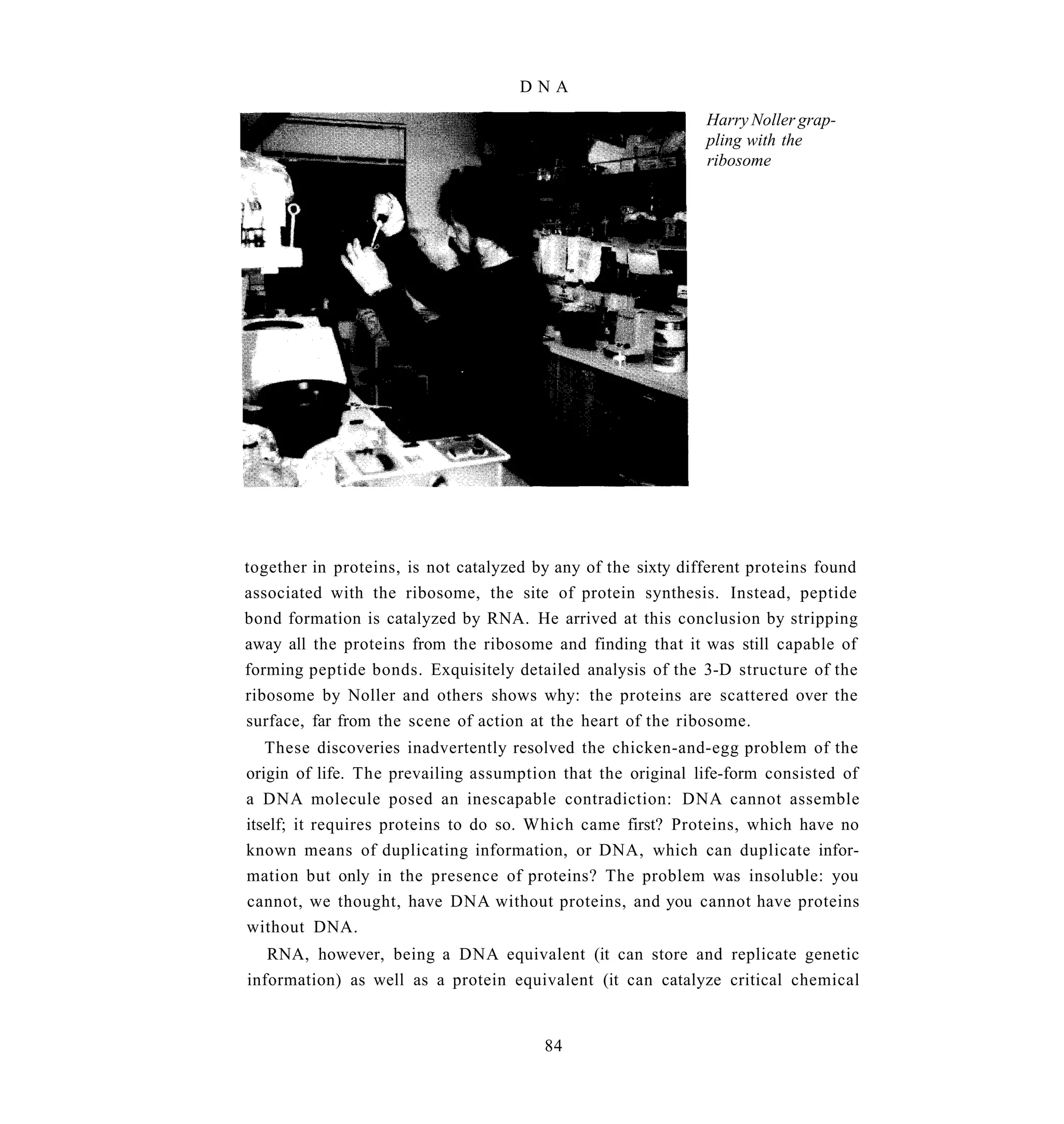 DNA
                                                              Harry Noller grap-
                                                              pling with the
                                                              ribosome




together in proteins, is not catalyzed by any of the sixty different proteins found
associated with the ribosome, the site of protein synthesis. Instead, peptide
bond formation is catalyzed by RNA. He arrived at this conclusion by stripping
away all the proteins from the ribosome and finding that it was still capable of
forming peptide bonds. Exquisitely detailed analysis of the 3-D structure of the
ribosome by Noller and others shows why: the proteins are scattered over the
surface, far from the scene of action at the heart of the ribosome.
   These discoveries inadvertently resolved the chicken-and-egg problem of the
origin of life. The prevailing assumption that the original life-form consisted of
a DNA molecule posed an inescapable contradiction: DNA cannot assemble
itself; it requires proteins to do so. Which came first? Proteins, which have no
known means of duplicating information, or DNA, which can duplicate infor-
mation but only in the presence of proteins? The problem was insoluble: you
cannot, we thought, have DNA without proteins, and you cannot have proteins
without DNA.
   RNA, however, being a DNA equivalent (it can store and replicate genetic
information) as well as a protein equivalent (it can catalyze critical chemical


                                        84
 