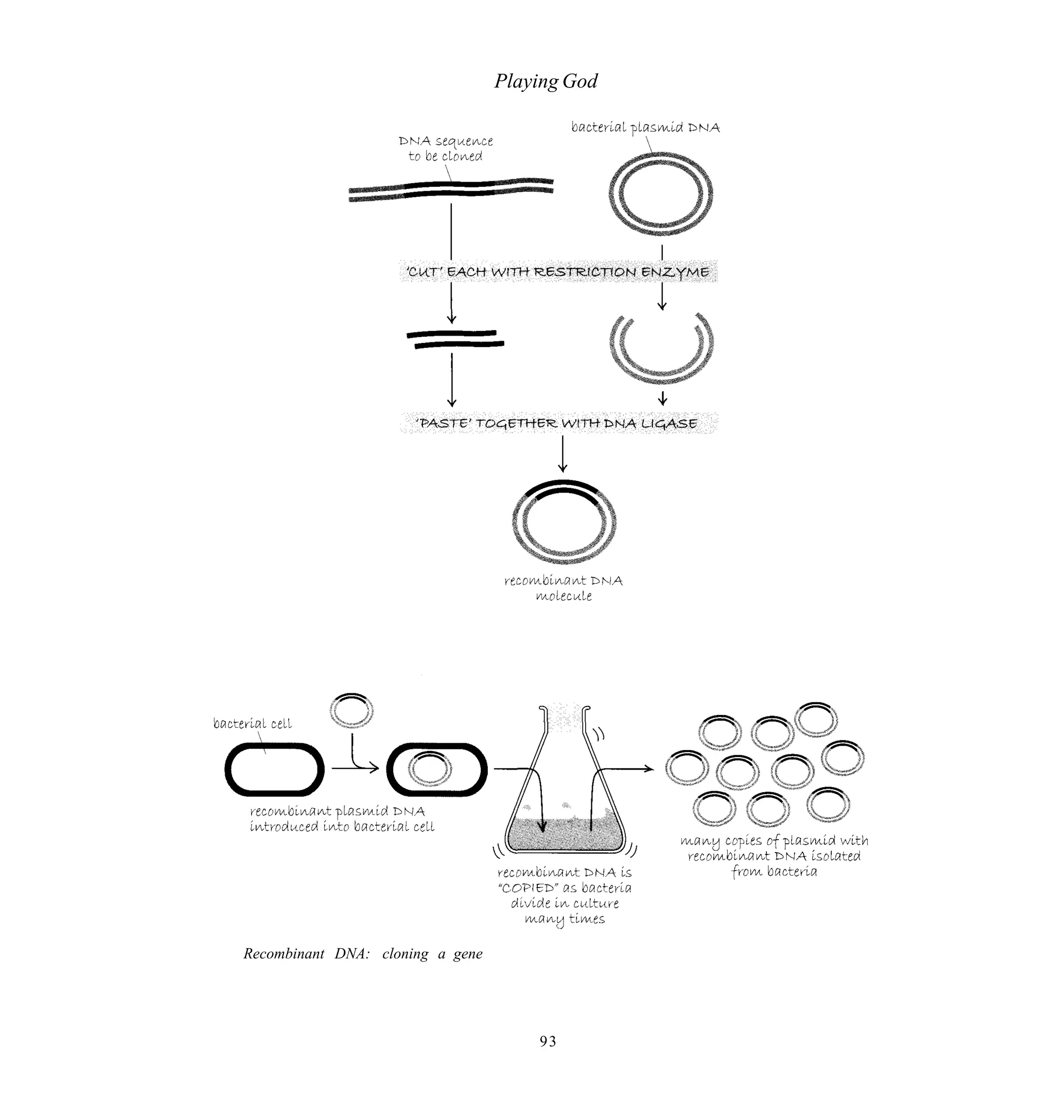 Playing God




Recombinant DNA: cloning a gene




                                      93
 