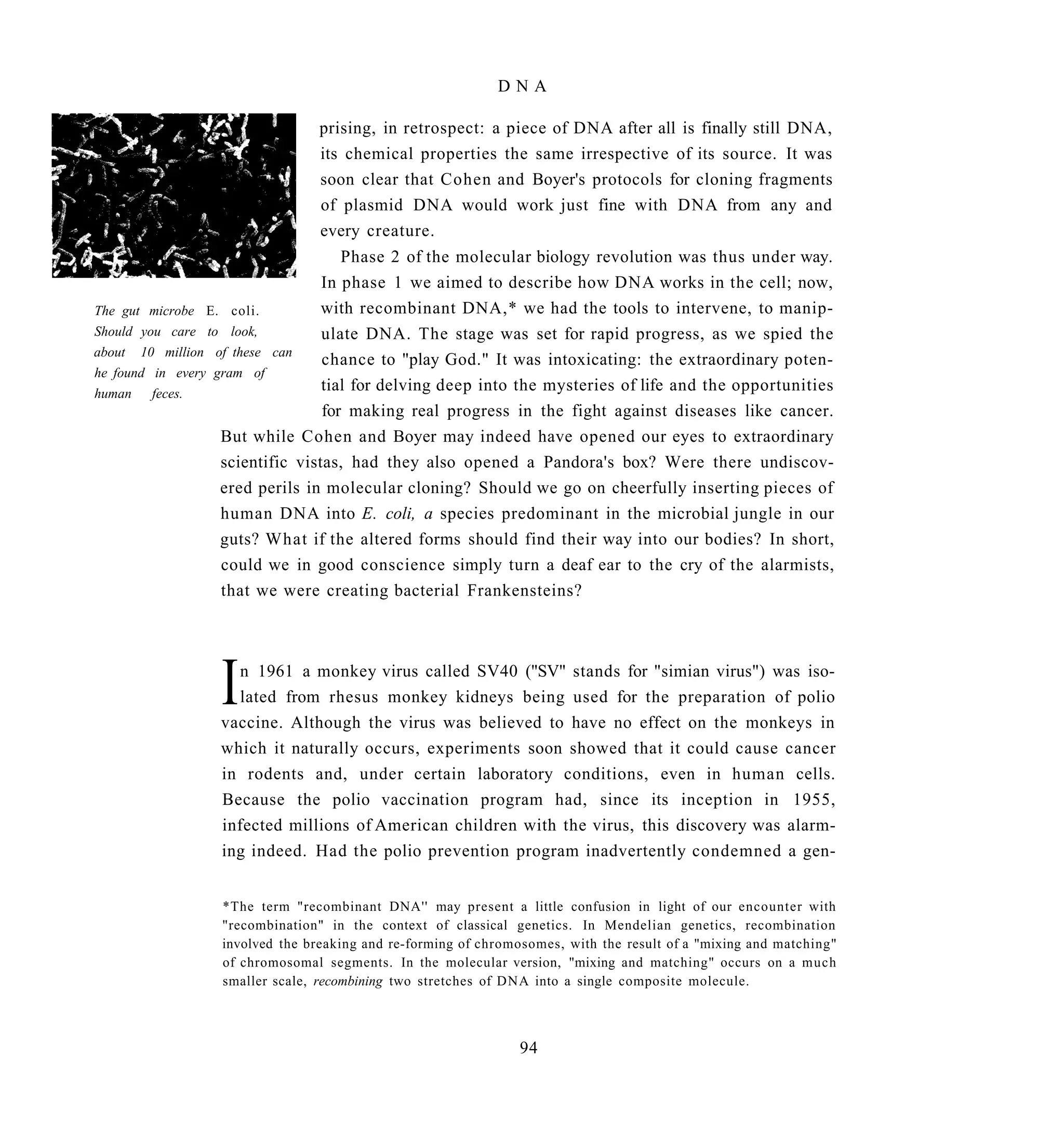 DNA

                                 prising, in retrospect: a piece of DNA after all is finally still DNA,
                                 its chemical properties the same irrespective of its source. It was
                                 soon clear that Cohen and Boyer's protocols for cloning fragments
                                 of plasmid DNA would work just fine with DNA from any and
                                 every creature.
                                     Phase 2 of the molecular biology revolution was thus under way.
                                  In phase 1 we aimed to describe how DNA works in the cell; now,
The gut microbe E. coli.          with recombinant DNA,* we had the tools to intervene, to manip-
Should you care to look,          ulate DNA. The stage was set for rapid progress, as we spied the
about 10 million of these can
                                  chance to "play God." It was intoxicating: the extraordinary poten-
he found in every gram of
human feces.
                                  tial for delving deep into the mysteries of life and the opportunities
                                  for making real progress in the fight against diseases like cancer.
                   But while Cohen and Boyer may indeed have opened our eyes to extraordinary
                   scientific vistas, had they also opened a Pandora's box? Were there undiscov-
                   ered perils in molecular cloning? Should we go on cheerfully inserting pieces of
                   human DNA into E. coli, a species predominant in the microbial jungle in our
                   guts? What if the altered forms should find their way into our bodies? In short,
                   could we in good conscience simply turn a deaf ear to the cry of the alarmists,
                   that we were creating bacterial Frankensteins?




                 I n 1961 a monkey virus called SV40 ("SV" stands for "simian virus") was iso-
                   lated from rhesus monkey kidneys being used for the preparation of polio
                 vaccine. Although the virus was believed to have no effect on the monkeys in
                 which it naturally occurs, experiments soon showed that it could cause cancer
                 in rodents and, under certain laboratory conditions, even in human cells.
                 Because the polio vaccination program had, since its inception in 1955,
                 infected millions of American children with the virus, this discovery was alarm-
                 ing indeed. Had the polio prevention program inadvertently condemned a gen-


                  *The term "recombinant DNA'' may present a little confusion in light of our encounter with
                  "recombination" in the context of classical genetics. In Mendelian genetics, recombination
                  involved the breaking and re-forming of chromosomes, with the result of a "mixing and matching"
                  of chromosomal segments. In the molecular version, "mixing and matching" occurs on a much
                  smaller scale, recombining two stretches of DNA into a single composite molecule.



                                                                94
 