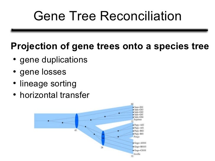 iEvoBio2011 Extending Cyberinfrastructure for Gene Tree Reconciliation