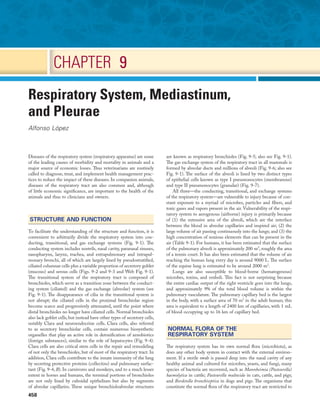 458
CHAPTER 9
Respiratory System, Mediastinum,
and Pleurae
Alfonso López
Diseases of the respiratory system (respiratory apparatus) are some
of the leading causes of morbidity and mortality in animals and a
major source of economic losses. Thus veterinarians are routinely
called to diagnose, treat, and implement health management prac-
tices to reduce the impact of these diseases. In companion animals,
diseases of the respiratory tract are also common and, although
of little economic significance, are important to the health of the
animals and thus to clinicians and owners.
STRUCTURE AND FUNCTION
To facilitate the understanding of the structure and function, it is
convenient to arbitrarily divide the respiratory system into con-
ducting, transitional, and gas exchange systems (Fig. 9-1). The
conducting system includes nostrils, nasal cavity, paranasal sinuses,
nasopharynx, larynx, trachea, and extrapulmonary and intrapul-
monary bronchi, all of which are largely lined by pseudostratified,
ciliated columnar cells plus a variable proportion of secretory goblet
(mucous) and serous cells (Figs. 9-2 and 9-3 and Web Fig. 9-1).
The transitional system of the respiratory tract is composed of
bronchioles, which serve as a transition zone between the conduct-
ing system (ciliated) and the gas exchange (alveolar) system (see
Fig. 9-1). The disappearance of cilia in the transitional system is
not abrupt; the ciliated cells in the proximal bronchiolar region
become scarce and progressively attenuated, until the point where
distal bronchioles no longer have ciliated cells. Normal bronchioles
also lack goblet cells, but instead have other types of secretory cells,
notably Clara and neuroendocrine cells. Clara cells, also referred
to as secretory bronchiolar cells, contain numerous biosynthetic
organelles that play an active role in detoxification of xenobiotics
(foreign substances), similar to the role of hepatocytes (Fig. 9-4).
Clara cells are also critical stem cells in the repair and remodeling
of not only the bronchioles, but of most of the respiratory tract. In
addition, Clara cells contribute to the innate immunity of the lung
by secreting protective proteins (collectins) and pulmonary surfac-
tant (Fig. 9-4, B). In carnivores and monkeys, and to a much lesser
extent in horses and humans, the terminal portions of bronchioles
are not only lined by cuboidal epithelium but also by segments
of alveolar capillaries. These unique bronchioloalveolar structures
are known as respiratory bronchioles (Fig. 9-5; also see Fig. 9-1).
The gas exchange system of the respiratory tract in all mammals is
formed by alveolar ducts and millions of alveoli (Fig. 9-6; also see
Fig. 9-1). The surface of the alveoli is lined by two distinct types
of epithelial cells known as type I pneumonocytes (membranous)
and type II pneumonocytes (granular) (Fig. 9-7).
All three—the conducting, transitional, and exchange systems
of the respiratory system—are vulnerable to injury because of con-
stant exposure to a myriad of microbes, particles and fibers, and
toxic gases and vapors present in the air. Vulnerability of the respi-
ratory system to aerogenous (airborne) injury is primarily because
of (1) the extensive area of the alveoli, which are the interface
between the blood in alveolar capillaries and inspired air; (2) the
large volume of air passing continuously into the lungs; and (3) the
high concentration of noxious elements that can be present in the
air (Table 9-1). For humans, it has been estimated that the surface
of the pulmonary alveoli is approximately 200 m2
, roughly the area
of a tennis court. It has also been estimated that the volume of air
reaching the human lung every day is around 9000 L. The surface
of the equine lung is estimated to be around 2000 m2
.
Lungs are also susceptible to blood-borne (hematogenous)
microbes, toxins, and emboli. This fact is not surprising because
the entire cardiac output of the right ventricle goes into the lungs,
and approximately 9% of the total blood volume is within the
pulmonary vasculature. The pulmonary capillary bed is the largest
in the body, with a surface area of 70 m2
in the adult human; this
area is equivalent to a length of 2400 km of capillaries, with 1 mL
of blood occupying up to 16 km of capillary bed.
NORMAL FLORA OF THE
RESPIRATORY SYSTEM
The respiratory system has its own normal flora (microbiota), as
does any other body system in contact with the external environ-
ment. If a sterile swab is passed deep into the nasal cavity of any
healthy animal and cultured for microbes, yeasts, and fungi, many
species of bacteria are recovered, such as Mannheimia (Pasteurella)
haemolytica in cattle; Pasteurella multocida in cats, cattle, and pigs;
and Bordetella bronchiseptica in dogs and pigs. The organisms that
constitute the normal flora of the respiratory tract are restricted to
 