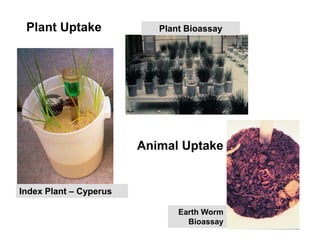 Plant Uptake Plant Bioassay
Index Plant – Cyperus
Animal Uptake
Earth Worm
Bioassay
 